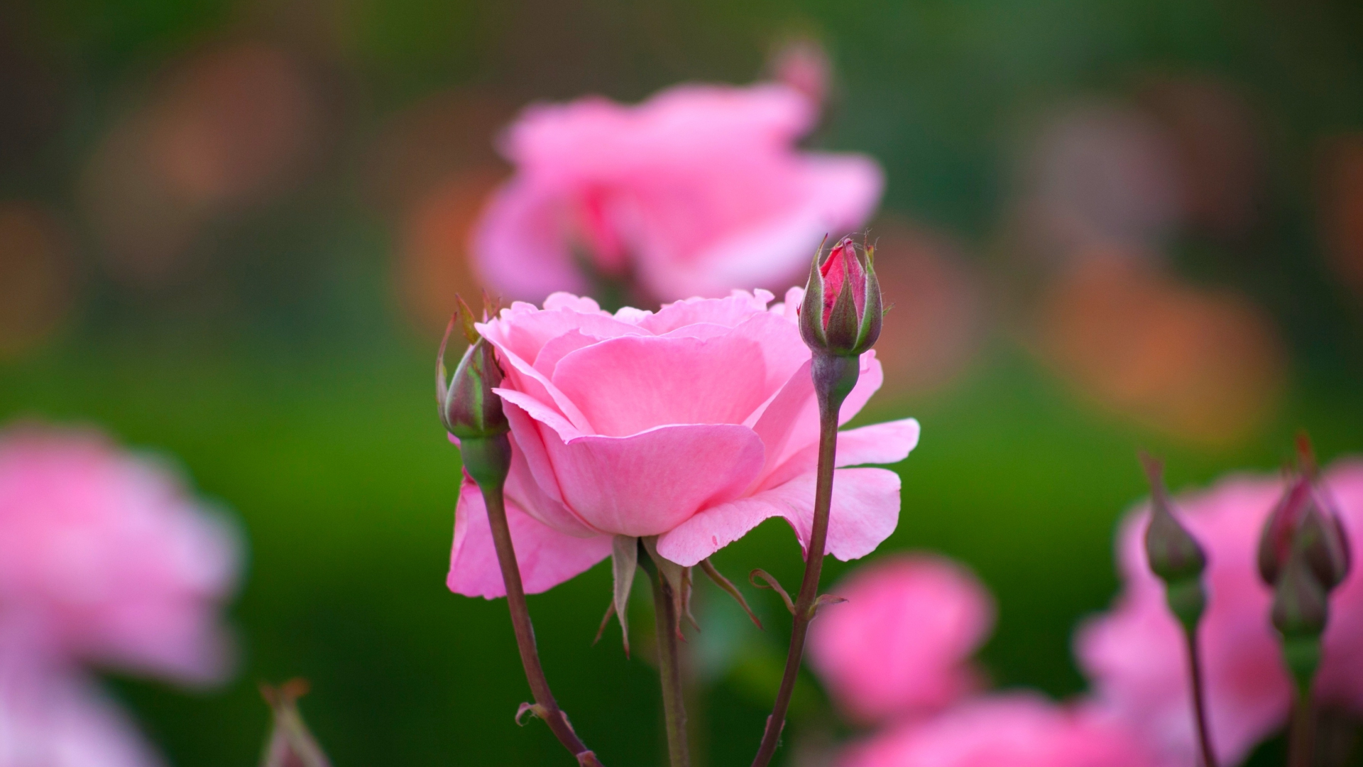 Rose Flower Live Wallpapers APK for Android Download