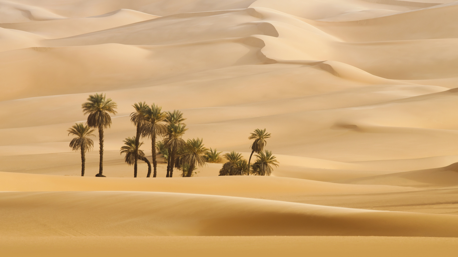 Download wallpaper 1920x1080 landscape, desert, palm trees, full hd