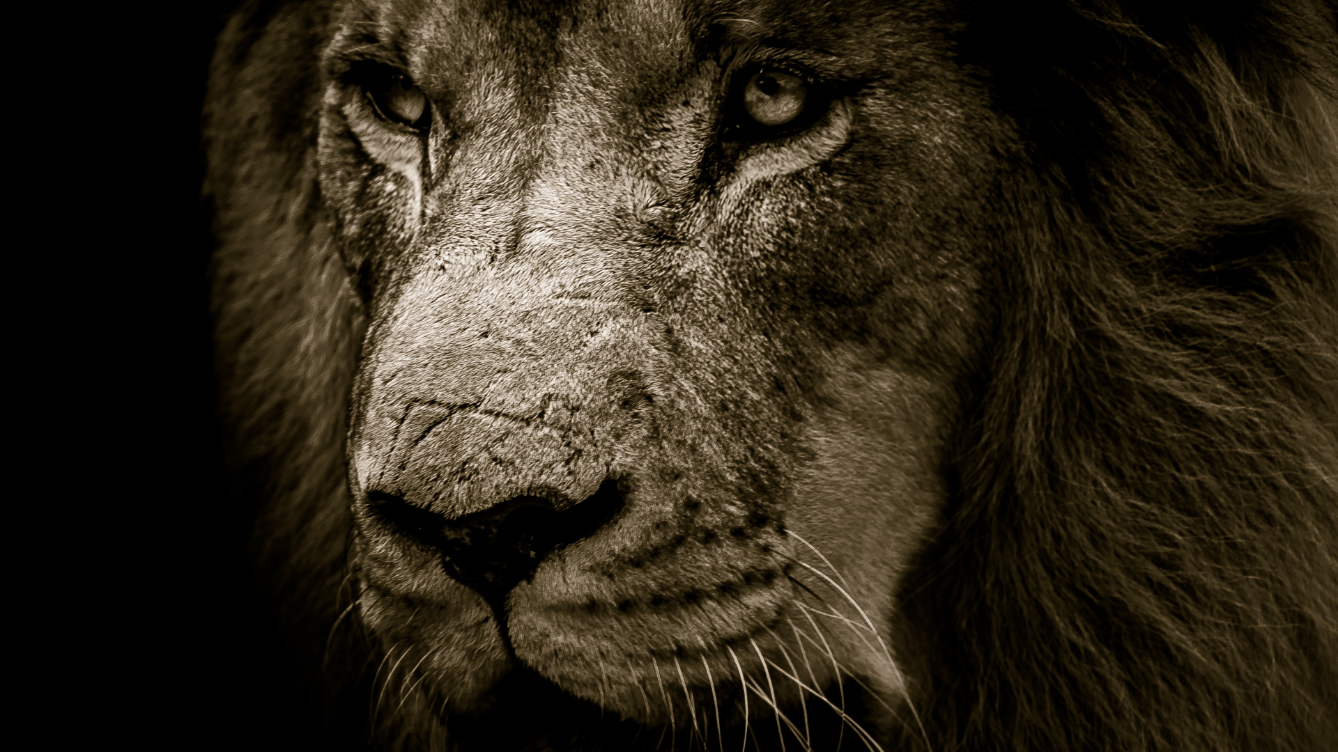 Download wallpaper 1920x1080 lion, fur, muzzle, predator, full hd, hdtv ...