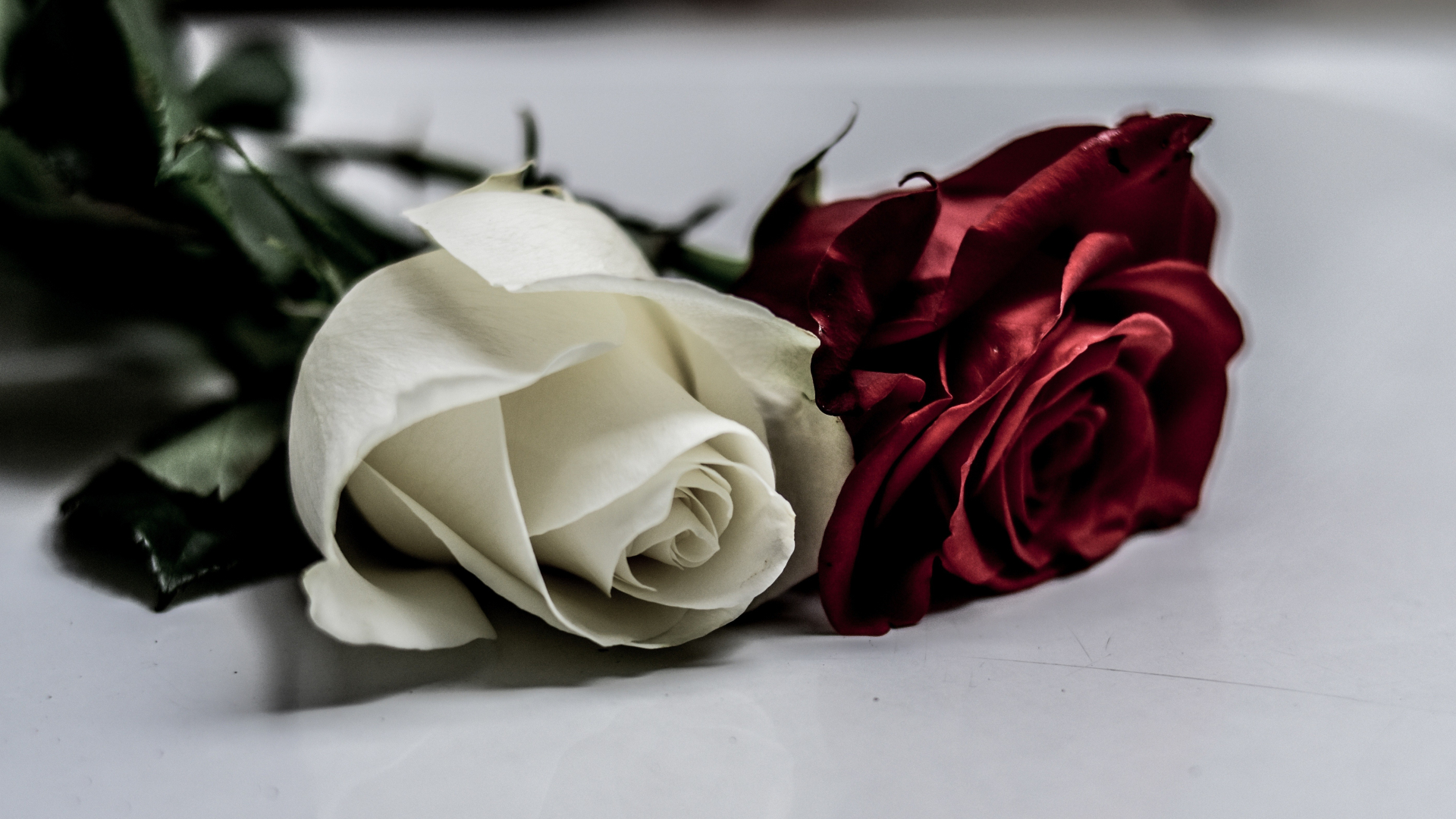 Download wallpaper 1920x1080 white & red roses, flowers, full hd, hdtv,  fhd, 1080p wallpaper, 1920x1080 hd background, 3998