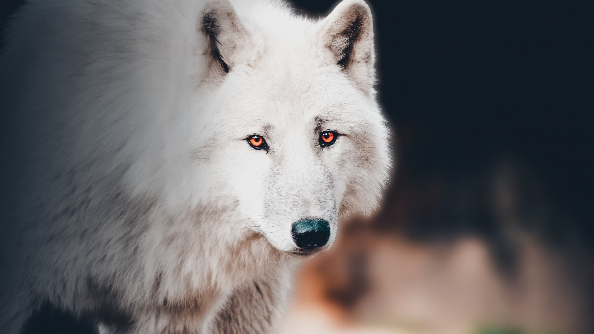 white wolf wallpaper 1920x1080