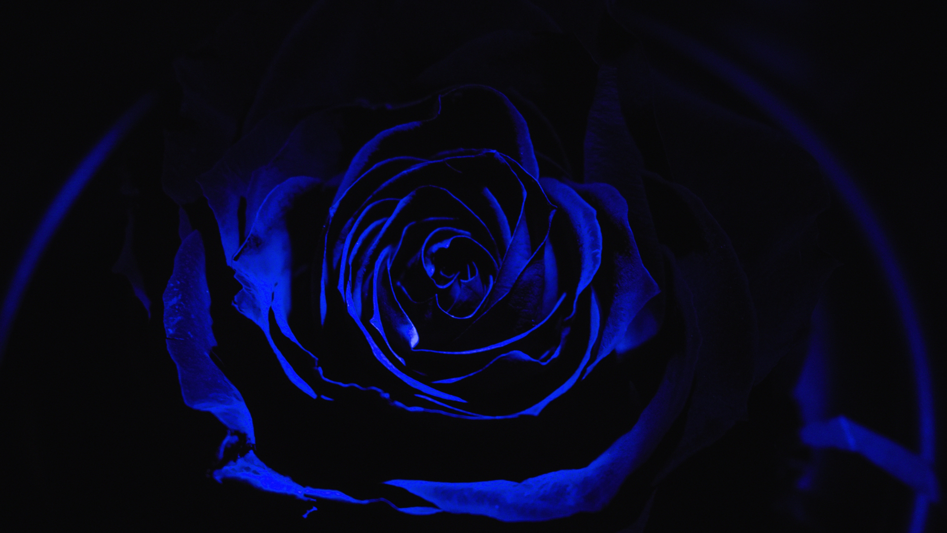 Download wallpaper 1920x1080 blue rose, dark, close up, full hd, hdtv, fhd,  1080p wallpaper, 1920x1080 hd background, 10127