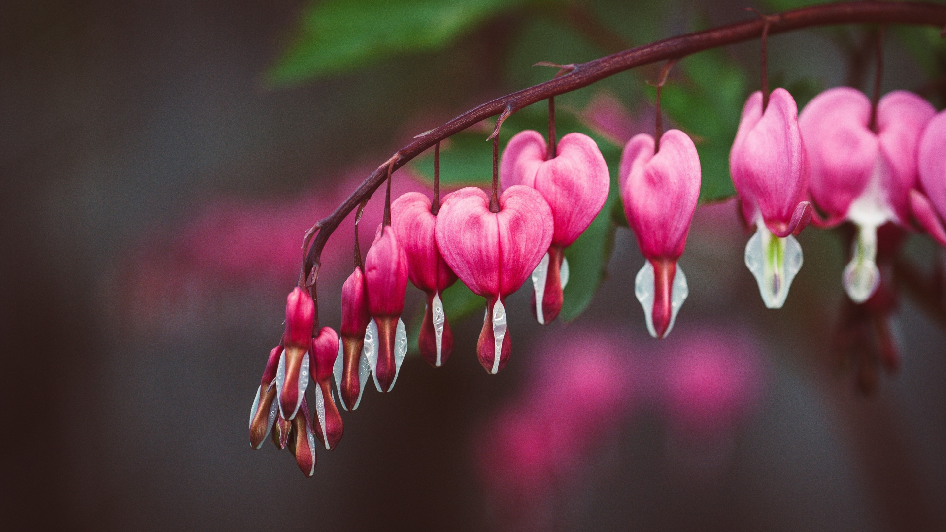 Download 1920x1080 wallpaper pink, bleeding heart, blur ...