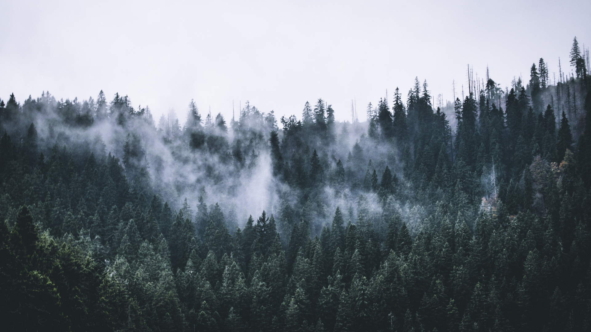 Download wallpaper 1920x1080 green, forest, fog, nature, trees, dawn ...