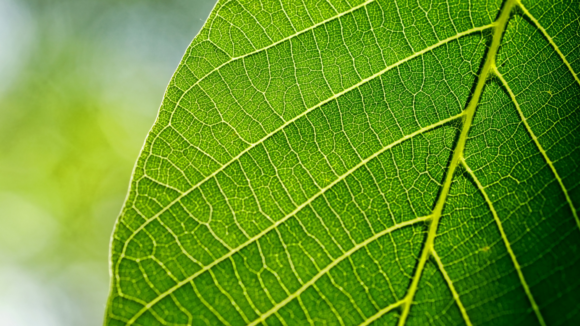 Download wallpaper 1920x1080 close up, leaf, spring, green, veins, full hd,  hdtv, fhd, 1080p wallpaper, 1920x1080 hd background, 7979