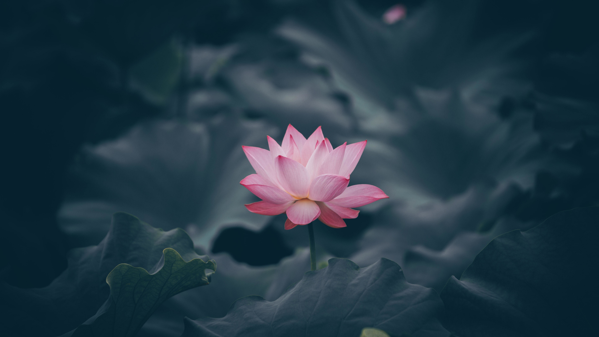 Download wallpaper 1920x1080 pink lotus, flower, bloom, full hd, hdtv, fhd, 1080p  wallpaper, 1920x1080 hd background, 25554