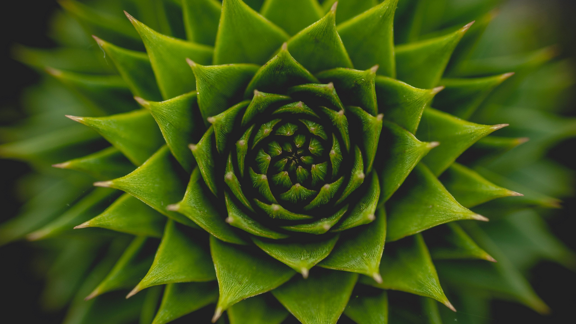 Download wallpaper 1920x1080 plant, succulent, green, close up, full hd