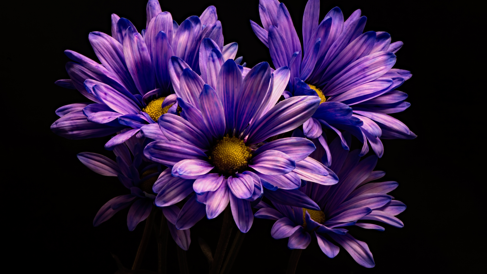 Download violet flower, chrysanthemum, flower 1920x1080 wallpaper, full