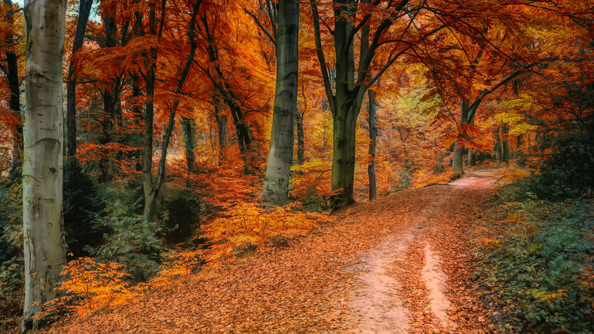 Download wallpaper 1920x1080 autumn, tree, fall, pathway, full hd, hdtv