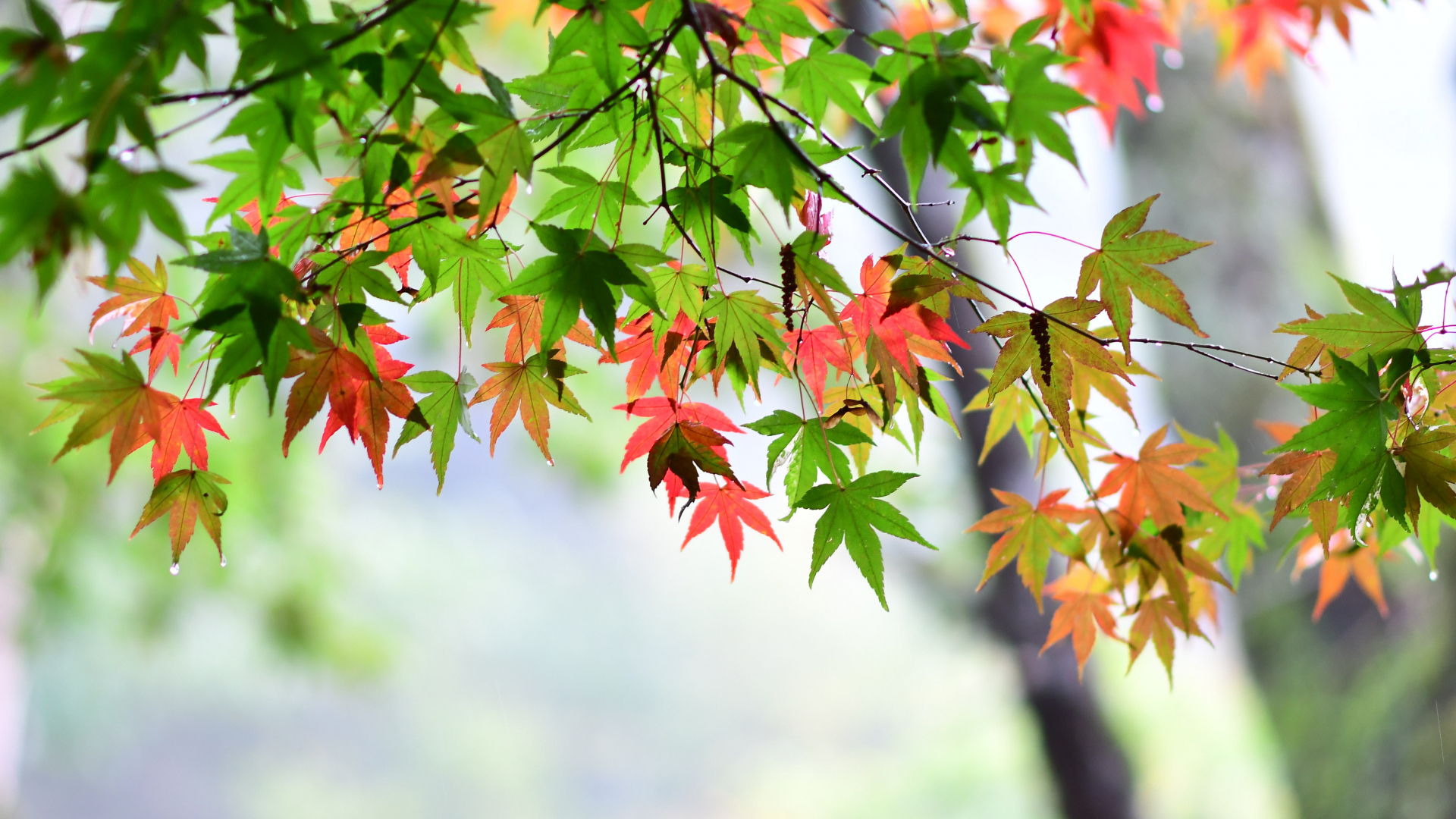 Leaves Background Photos and Wallpaper for Free Download