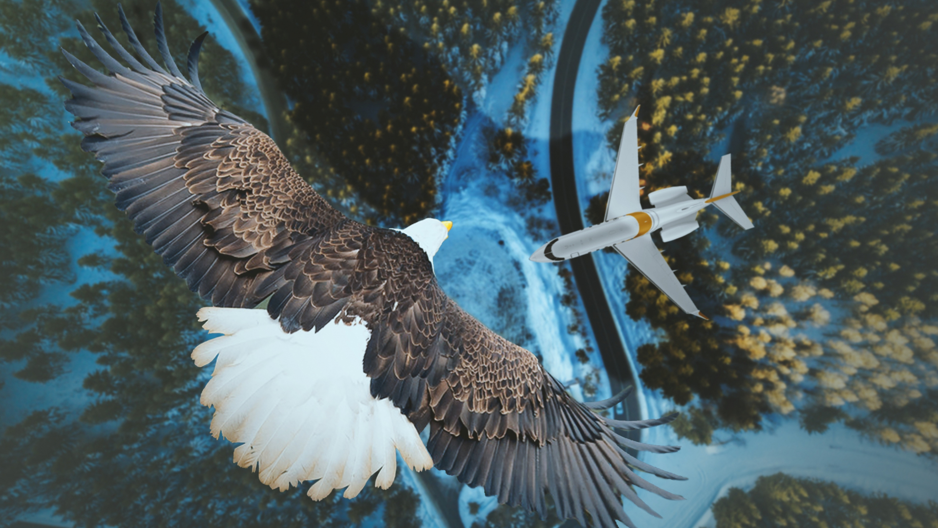 wallpaper hd 1080p eagle