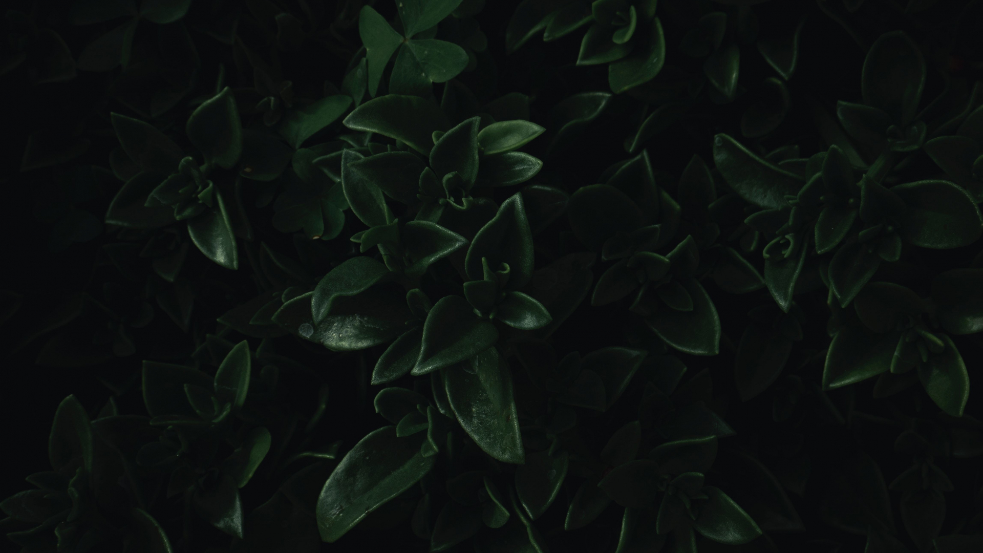 Download wallpaper 1920x1080 green leaves, close up, dark, portrait