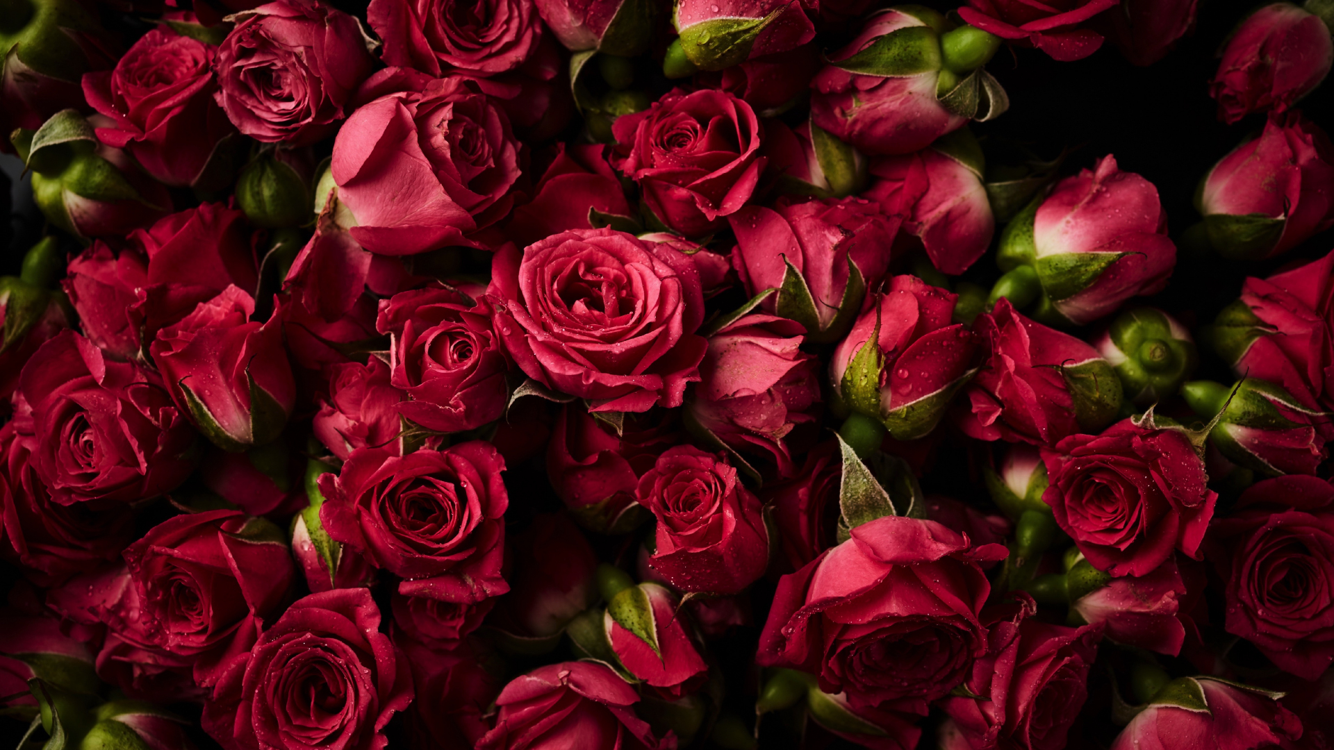 Download wallpaper 1920x1080 pink roses, buds, flowers, full hd, hdtv, fhd, 1080p  wallpaper, 1920x1080 hd background, 2616