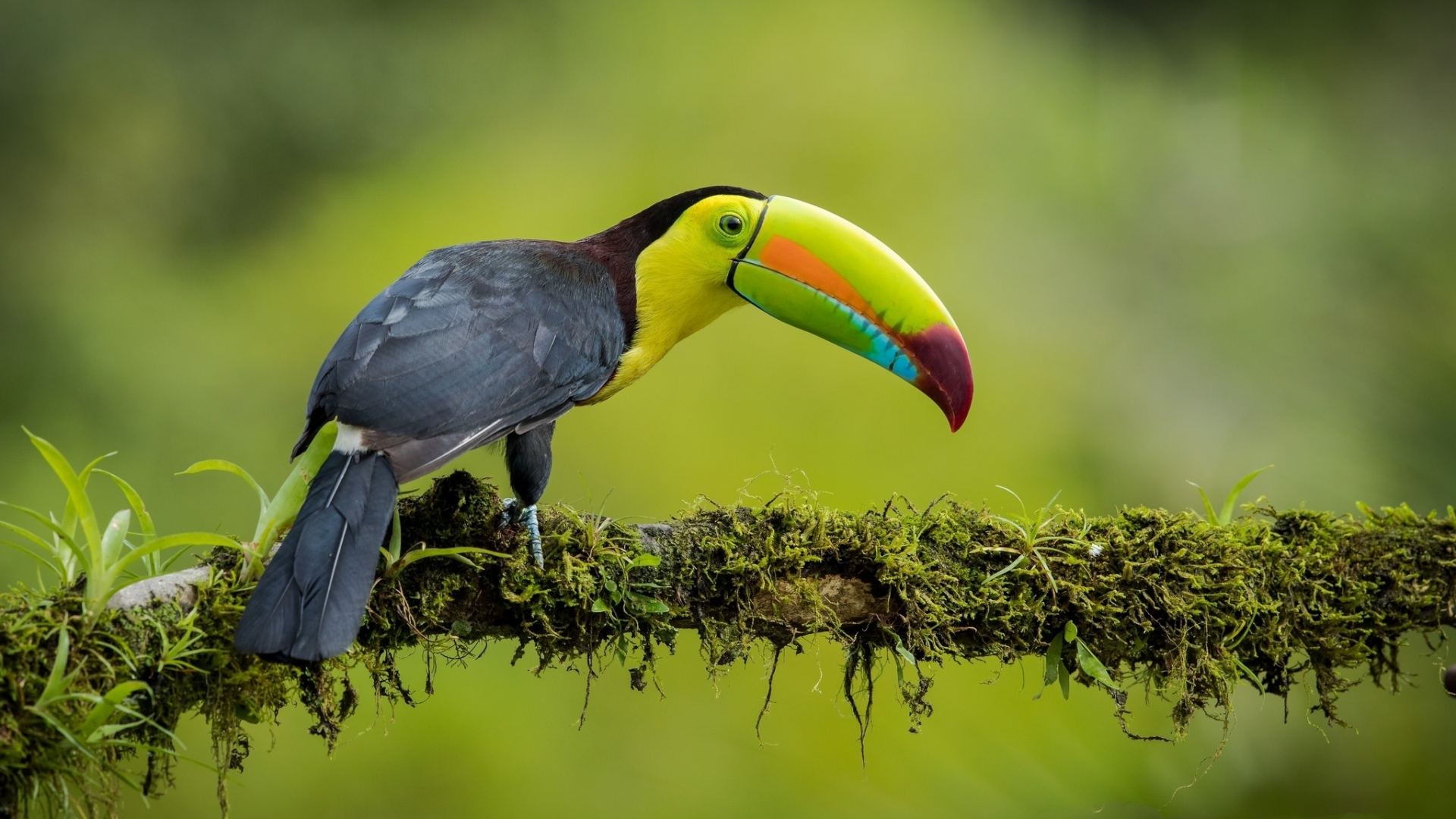 Beak Bird Color Exotic Toucan Wallpaper Background Best Stock Photos |  TOPpng