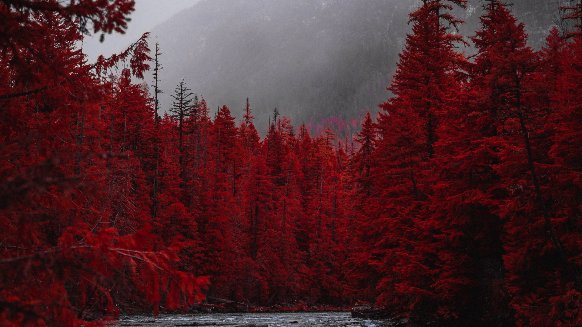 Download wallpaper 1920x1080 red forest, tree, stream, nature, full hd,  hdtv, fhd, 1080p wallpaper, 1920x1080 hd background, 23340