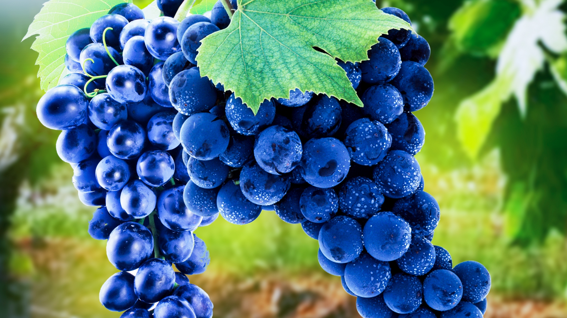 Download wallpaper 1920x1080 grapes, blue, fruits, ripen, full hd, hdtv,  fhd, 1080p wallpaper, 1920x1080 hd background, 16505