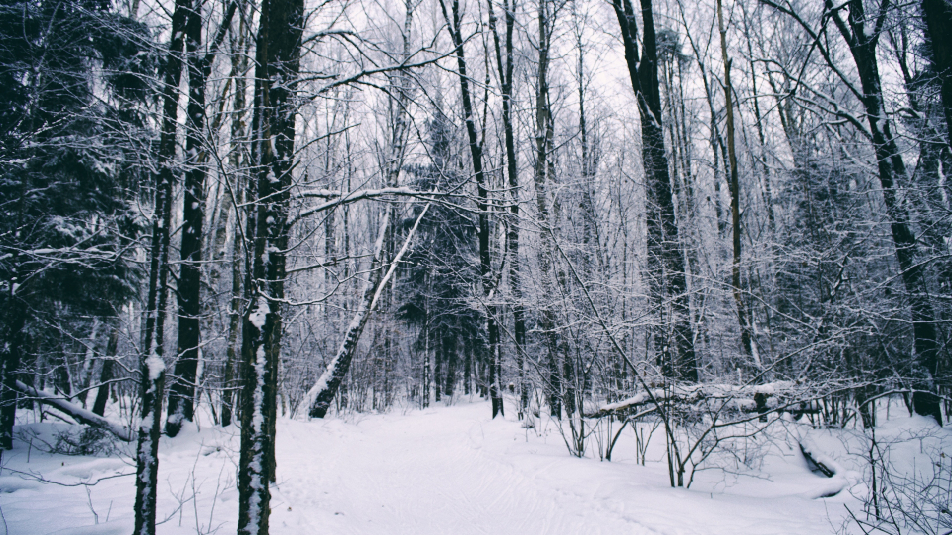 Download wallpaper 1920x1080 dense, forest, winter, trees, full hd ...