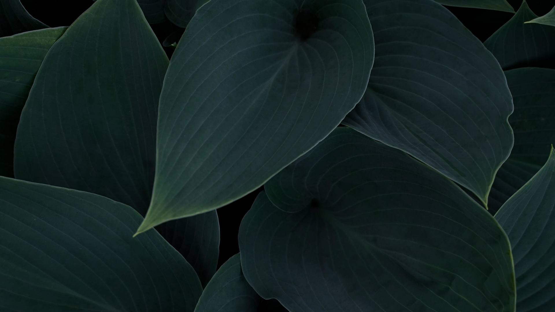 Download plant, green-dark leaves, close up 1920x1080 wallpaper, full