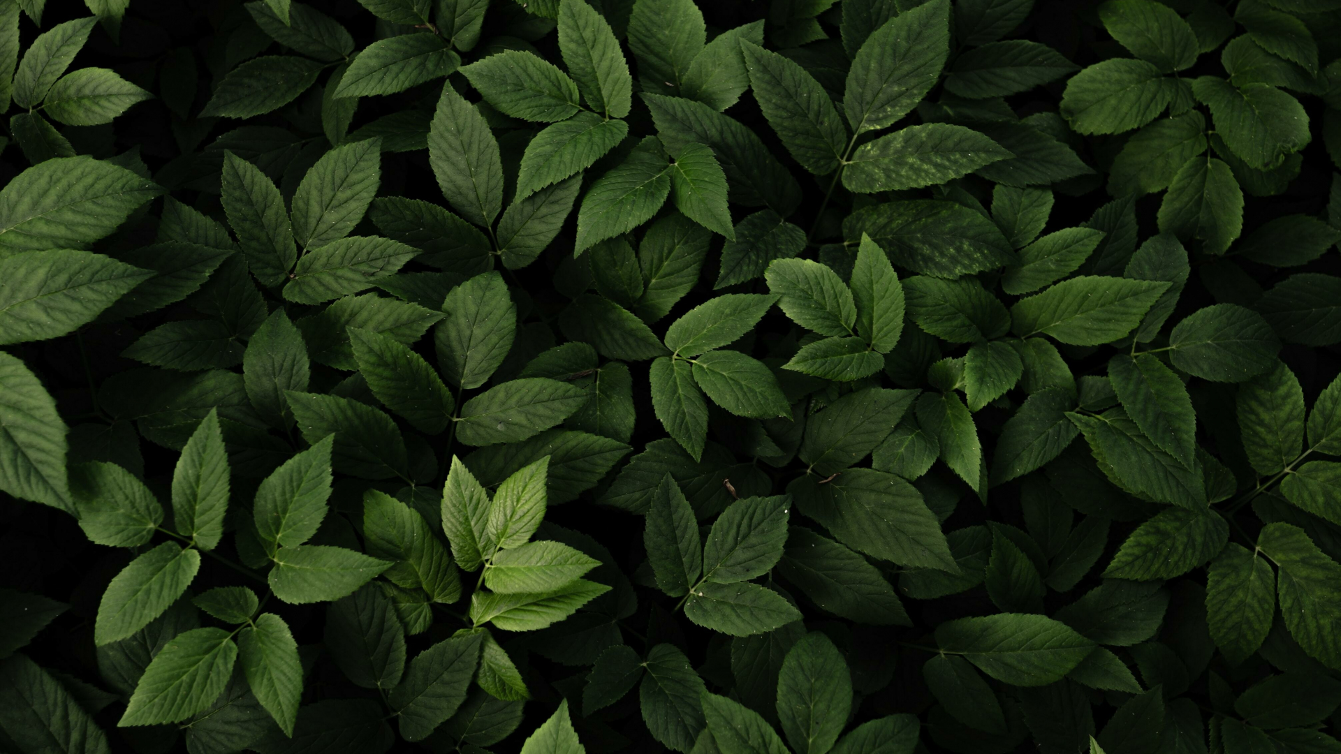 Download Wallpaper 1920x1080 Green Leaves, Fresh And Green, Plants 