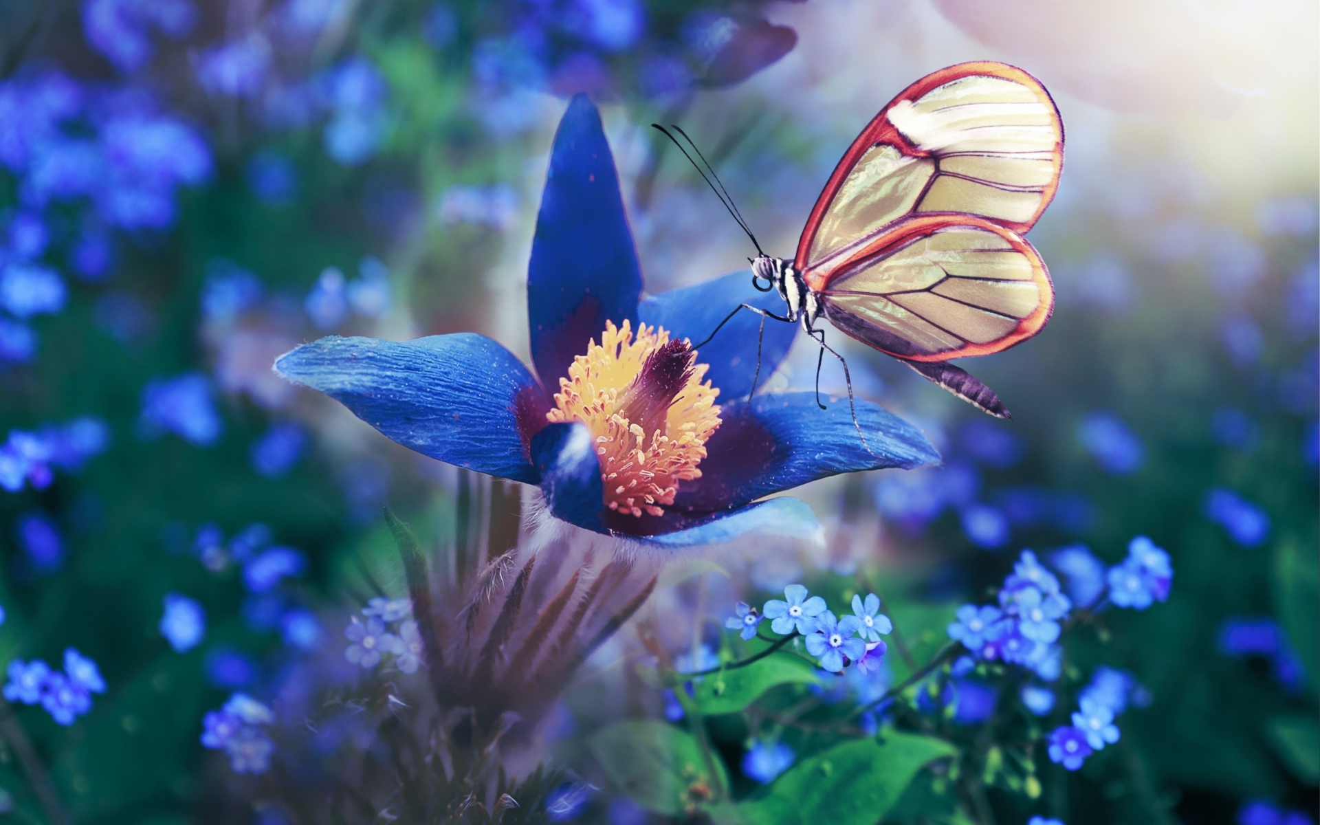 Download wallpaper 1920x1200 blue flower, butterfly, meadow, macro, 16: ...