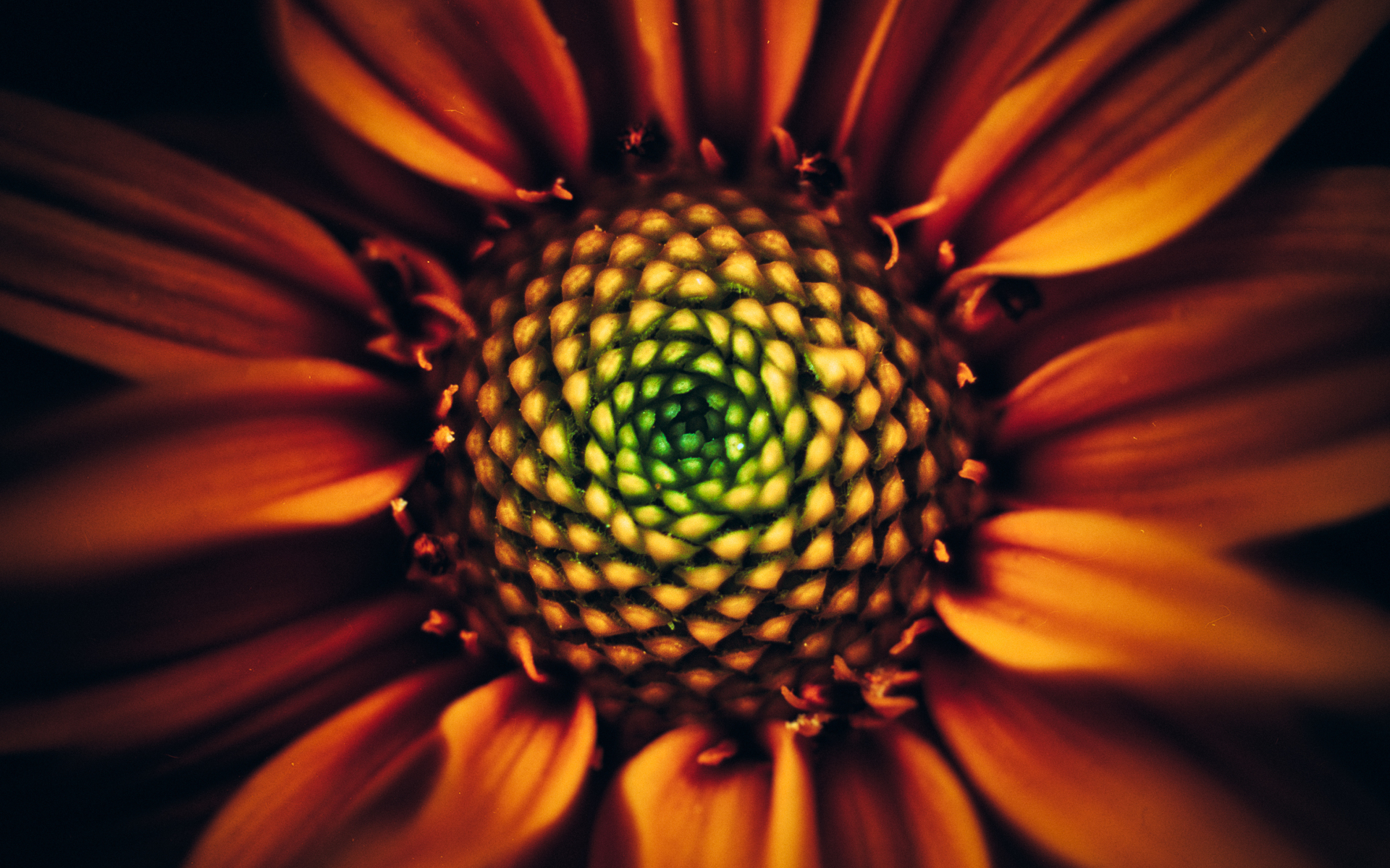 Sunflower, bloom, close up , 1920x1200 wallpaper