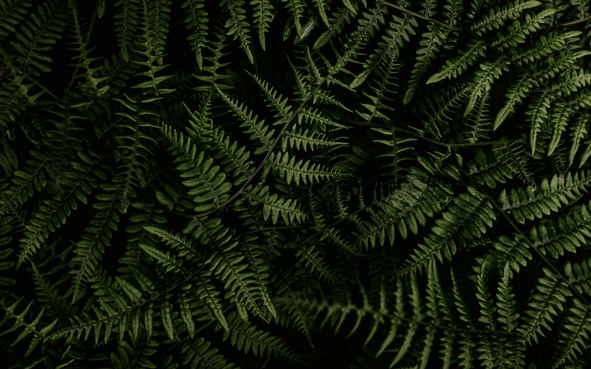 Download wallpaper 1920x1200 plants, green fern, nature, 16:10 ...