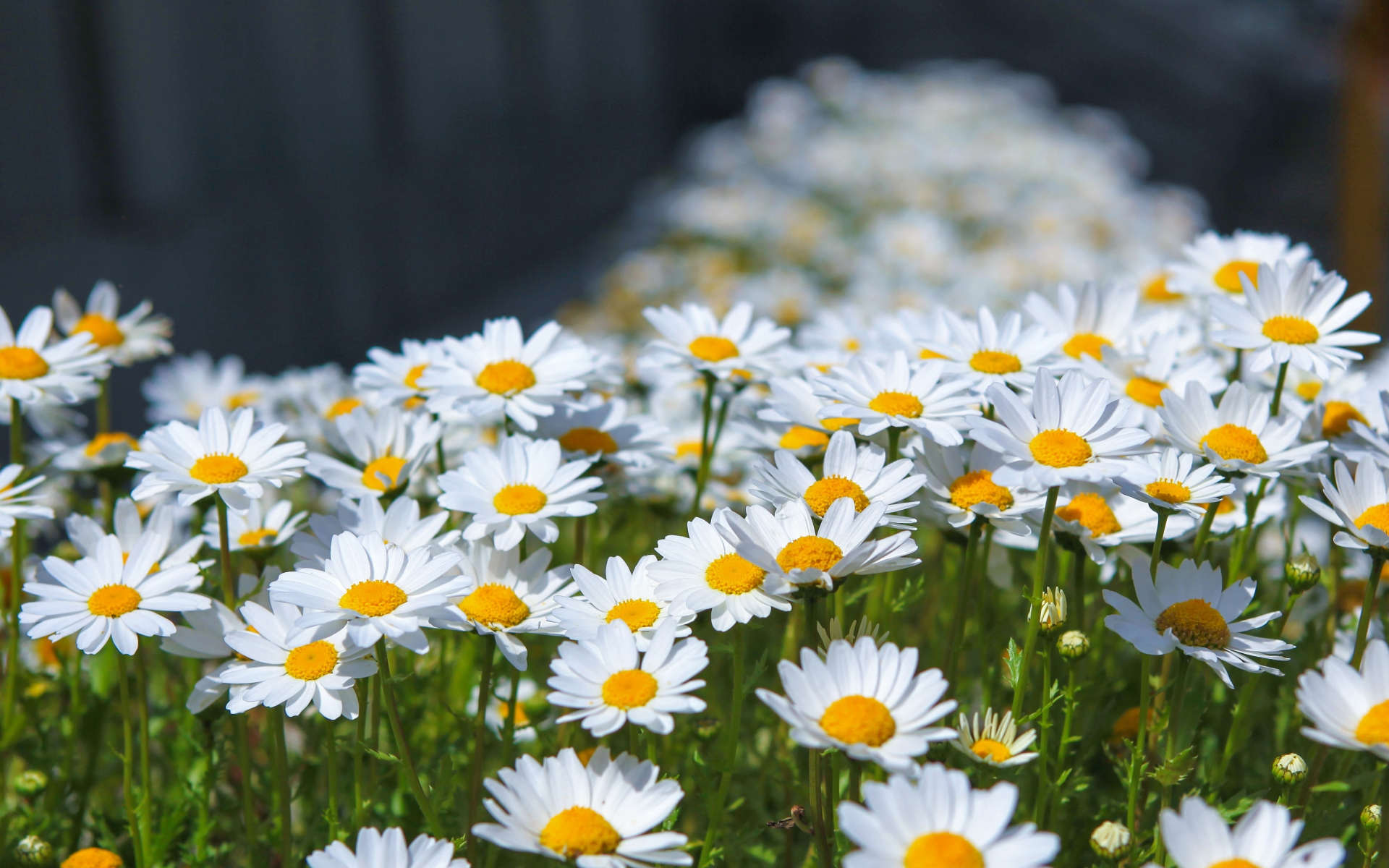 Meadow, spring, flowers, white daisy, 1920x1200 wallpaper