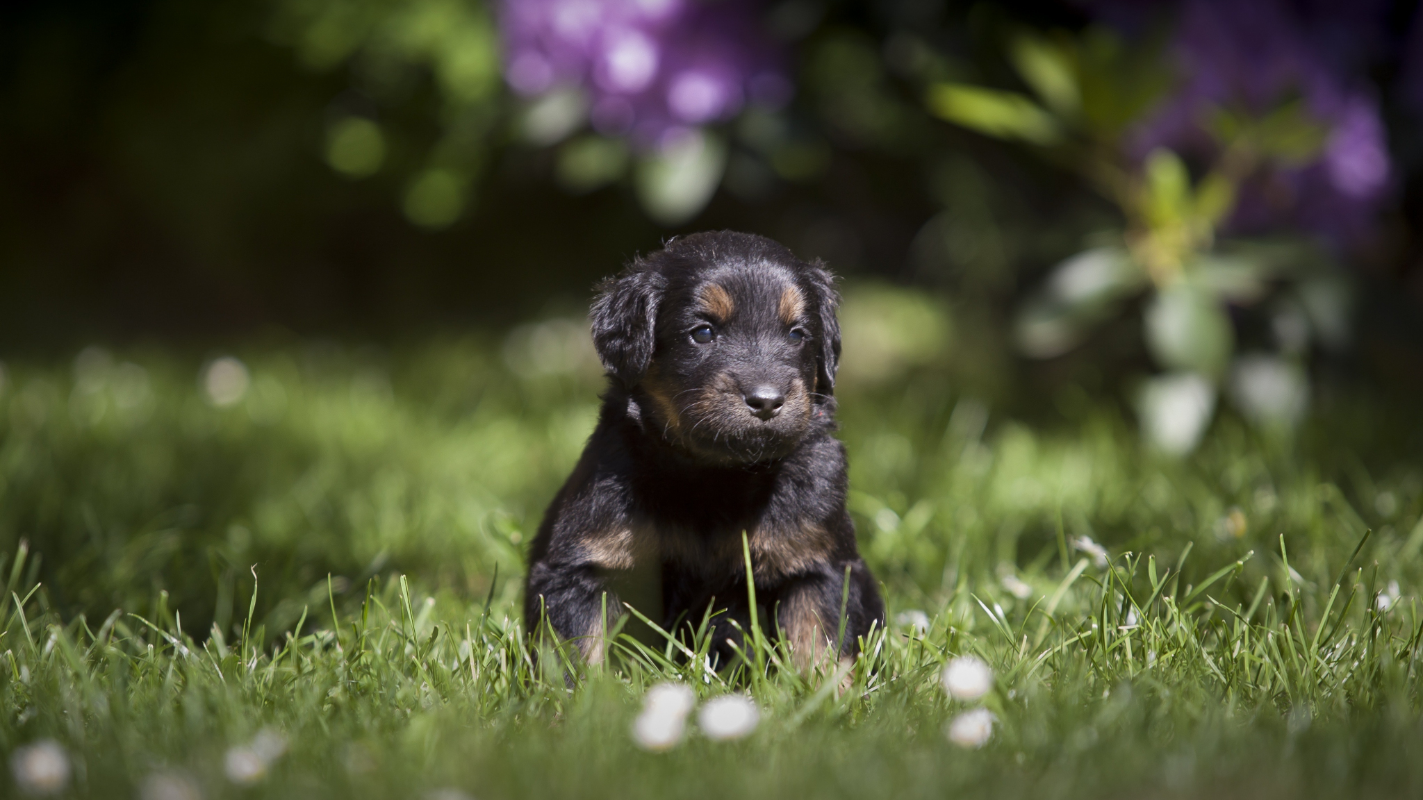 Download wallpaper 2048x1152 cute, adorable puppy, dog, grass, dual ...