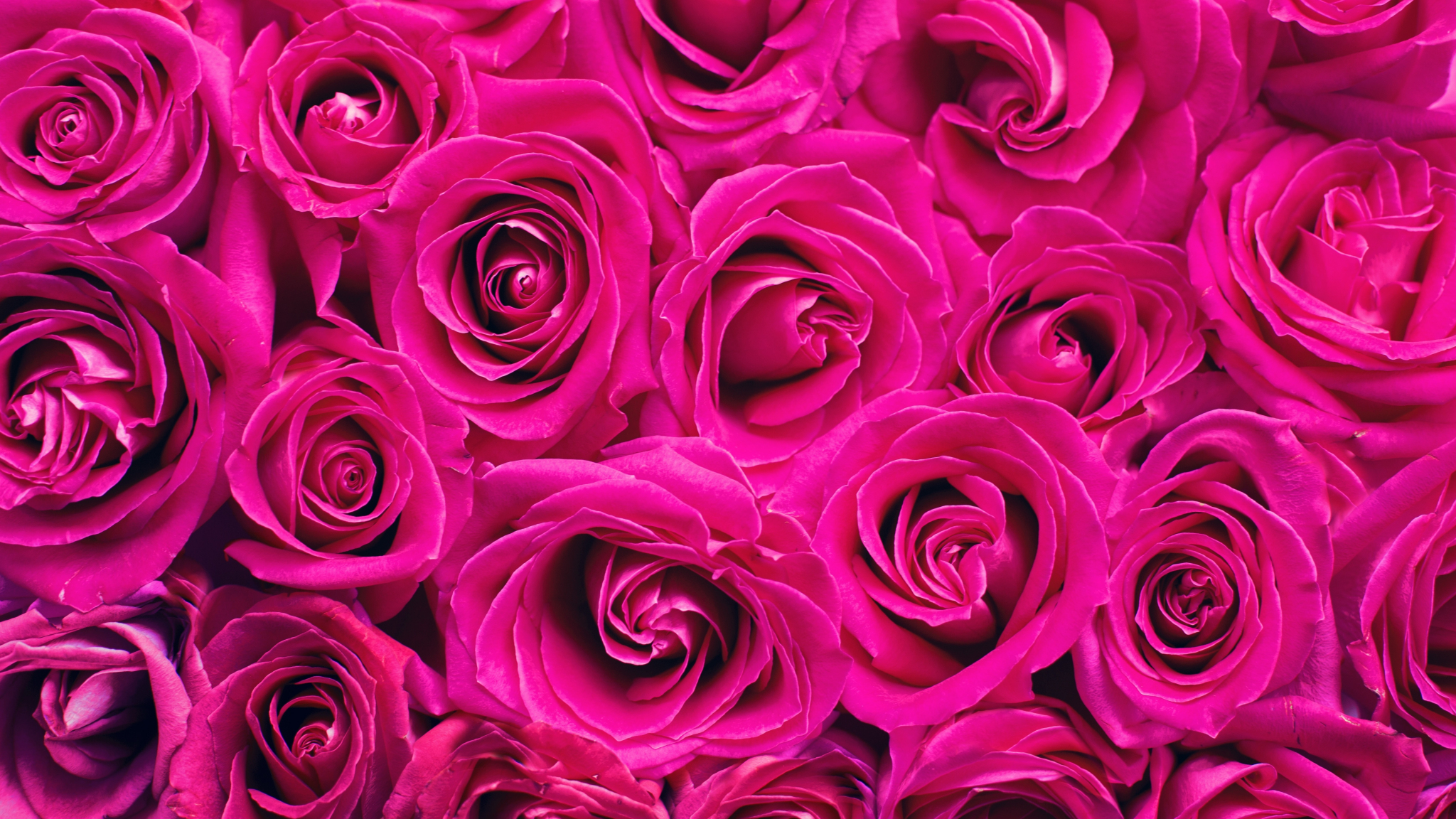 Download 2048x1152 Wallpaper Pink Roses Decorations Bouquet Dual Wide Widescreen 2048x1152 Hd Image Background 9918