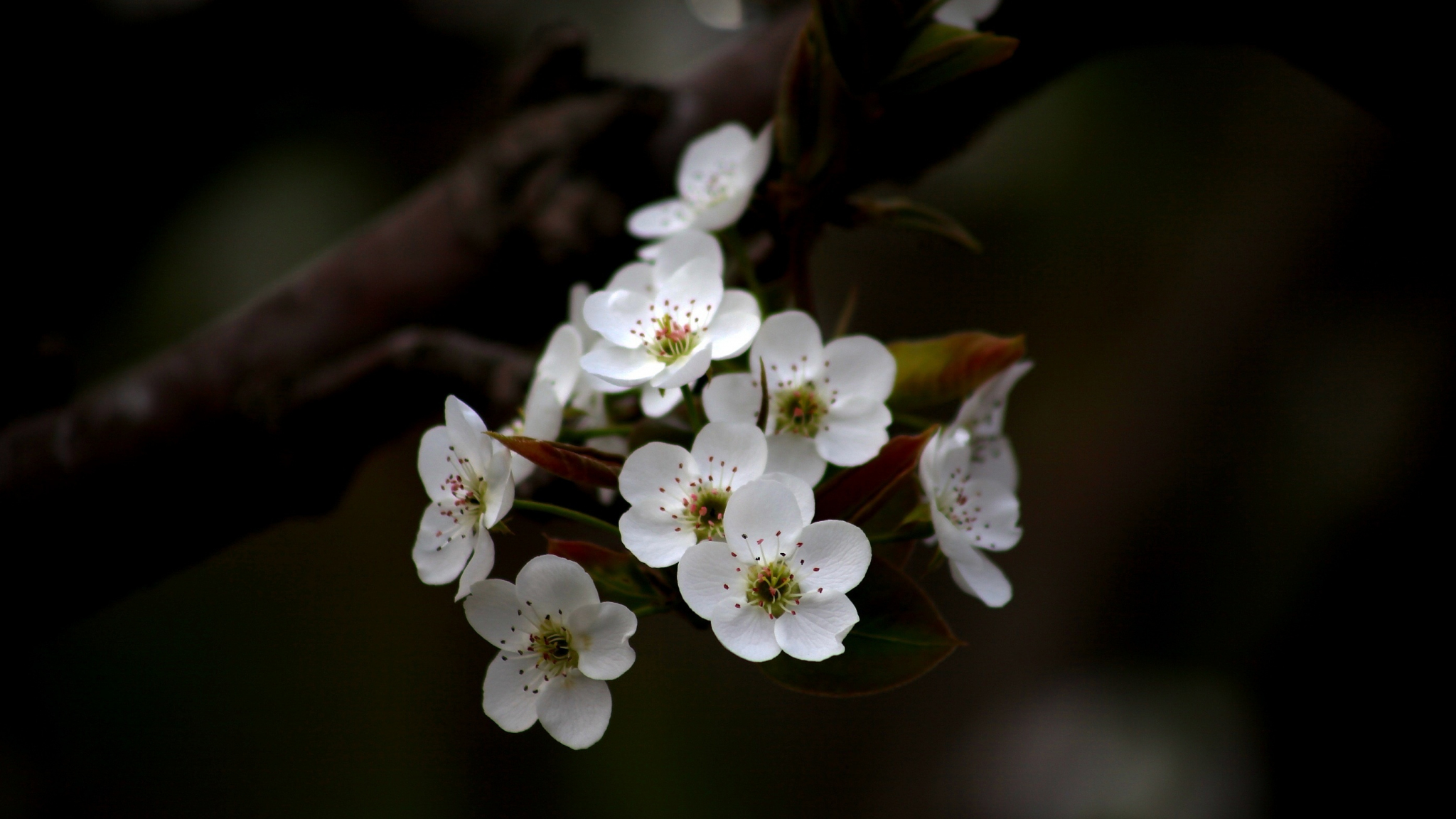 Любовь расцветающая цветами груши 37. Цветы вишни. Цветущая вишня. Цветущая вишня дерево. Обои на рабочий стол вишня цветет.