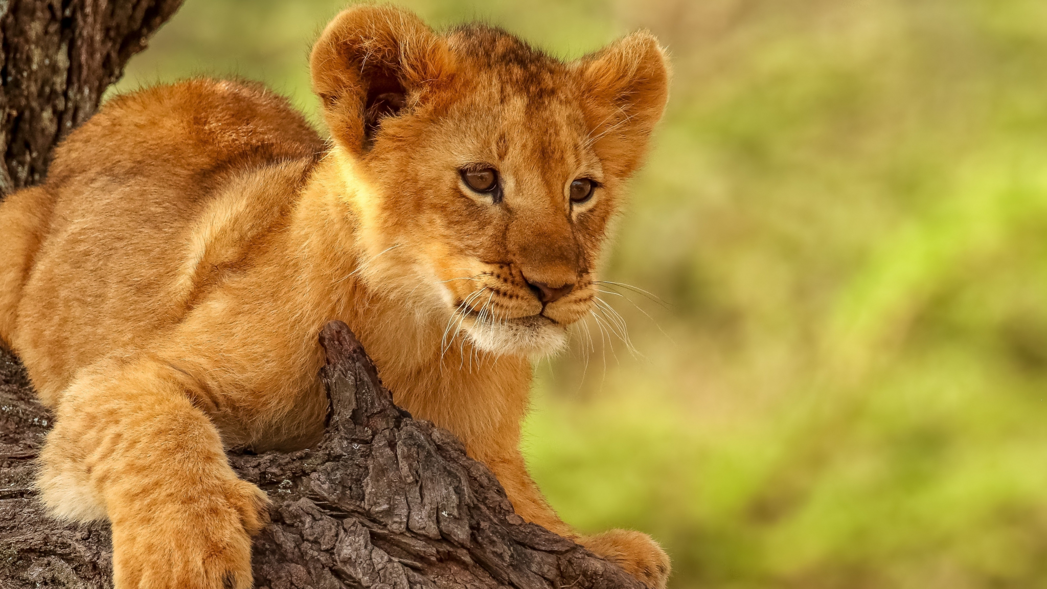 Download lion cub, cute, animal 2048x1152 wallpaper, dual wide ...