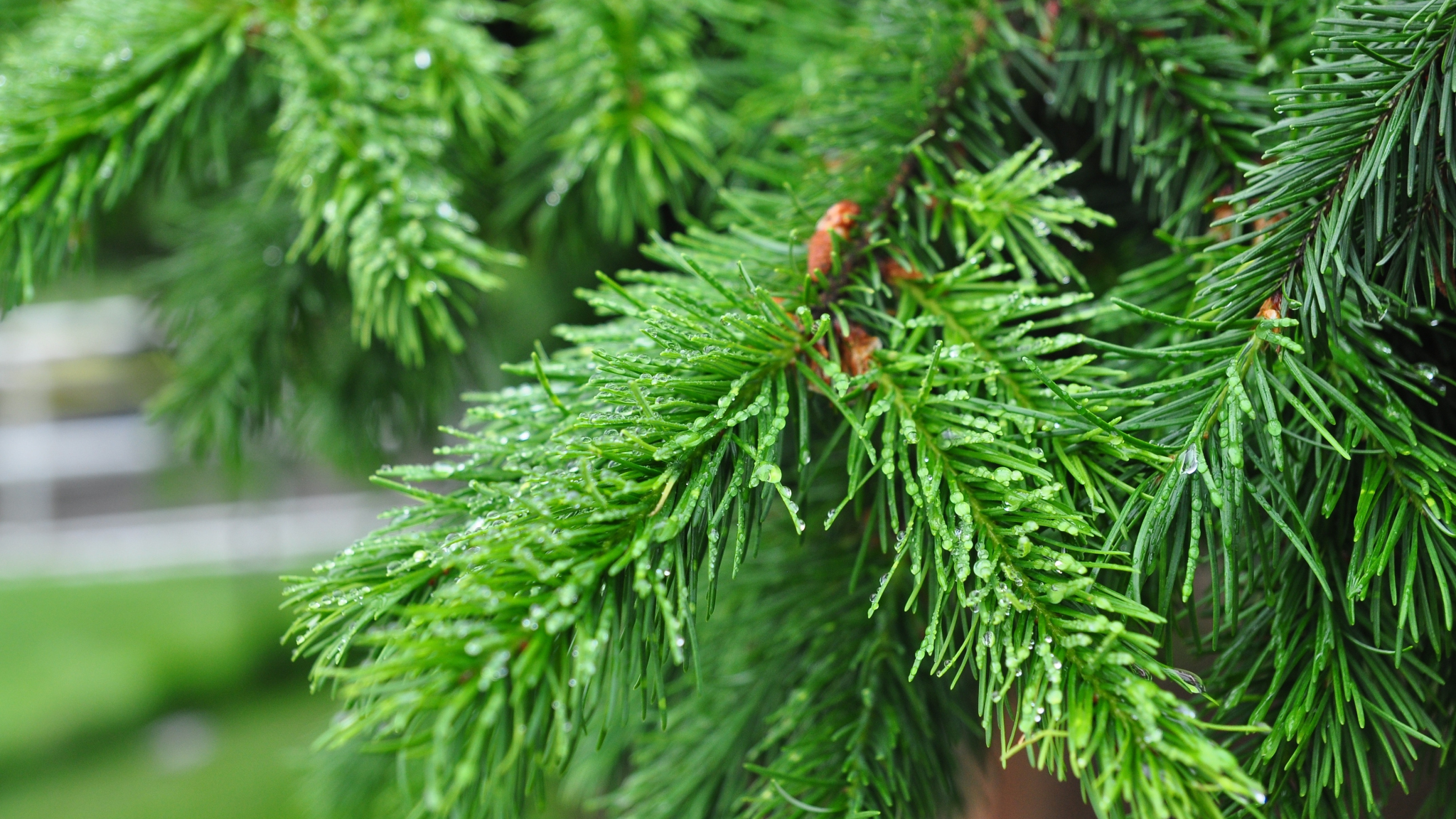 Download wallpaper 2048x1152 pine, tree, fresh, green leaves, dual wide ...