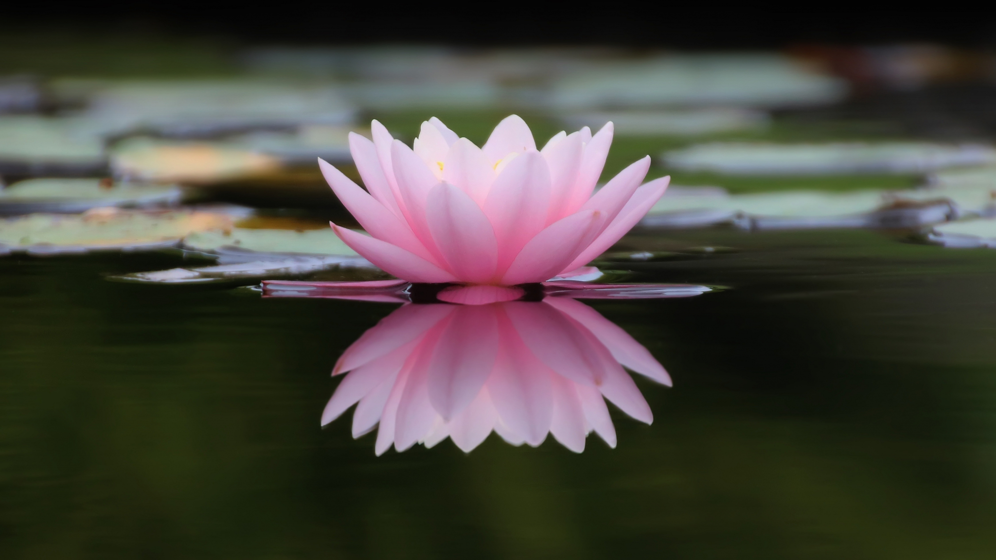 Download Lake Flower Pink Water Lily Reflections 2048x1152 Wallpaper