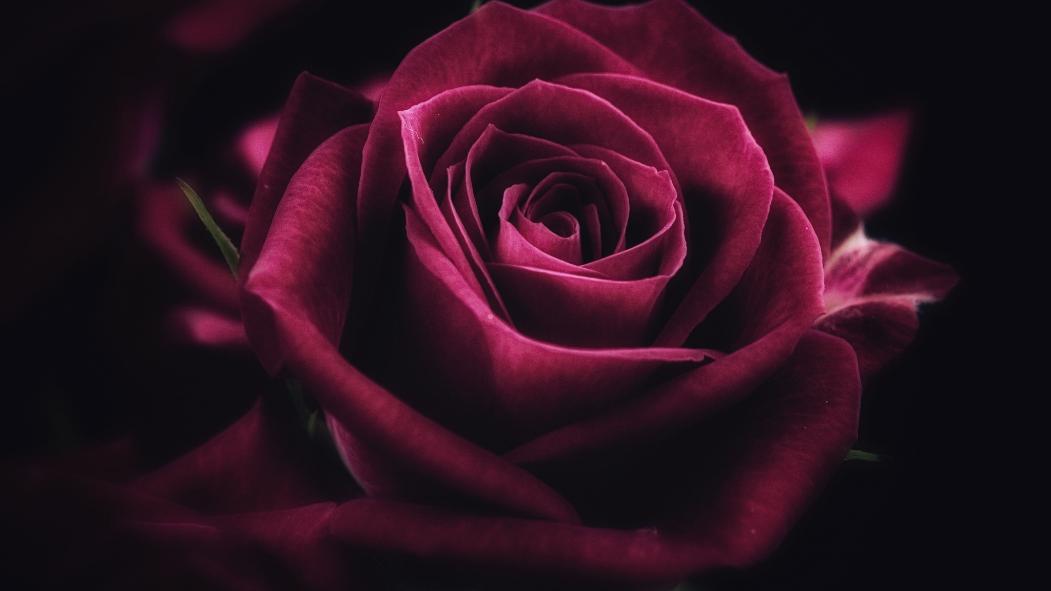 Download pink rose, close up, bloom 2048x1152 wallpaper, dual wide