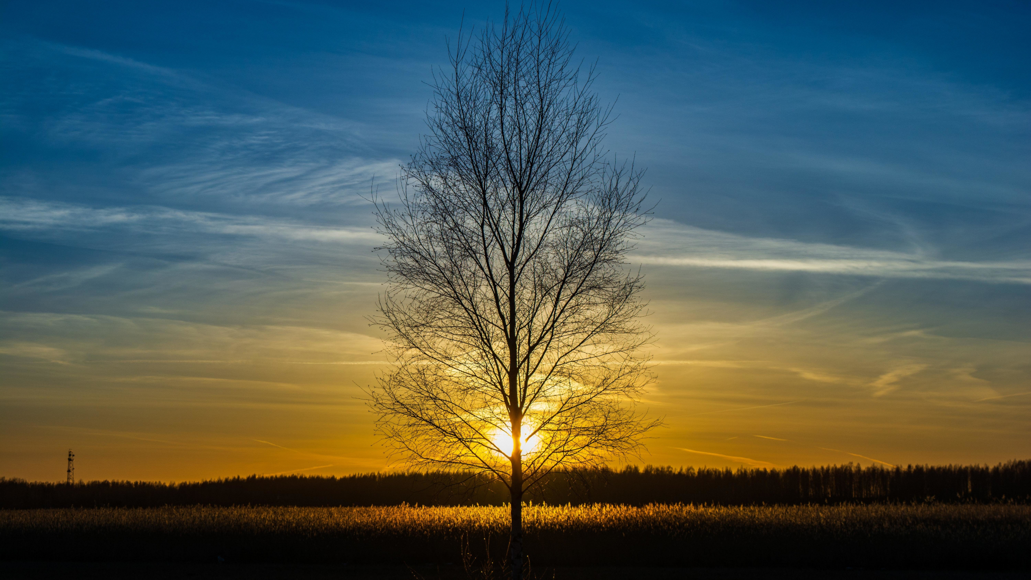 Download   2048x1152 Leafless Tree Silhouette Landscape   Leafless Tree Silhouette Sunset 