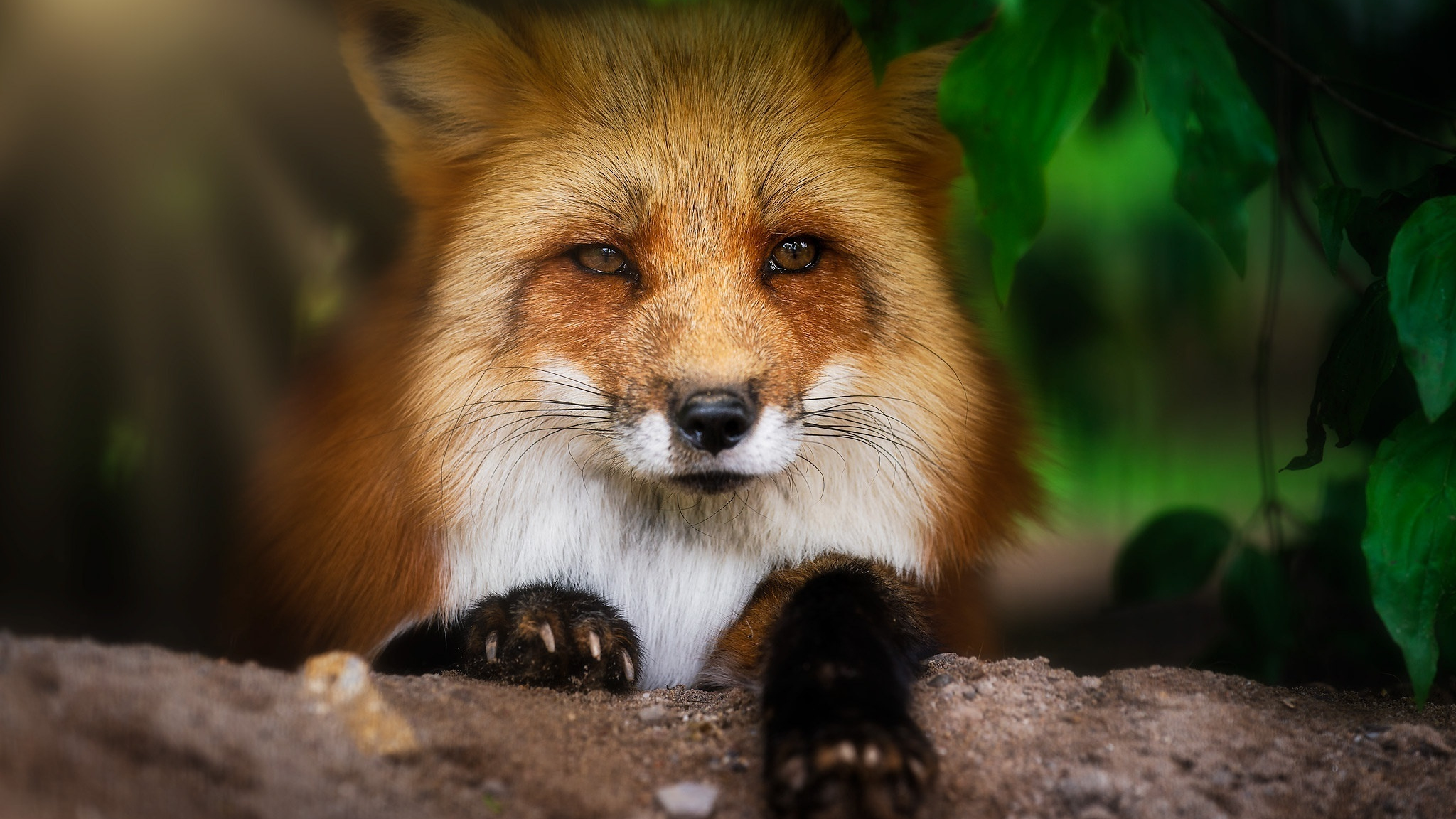 Download wallpaper 2048x1152 fox, muzzle, cute, animal, dual wide ...