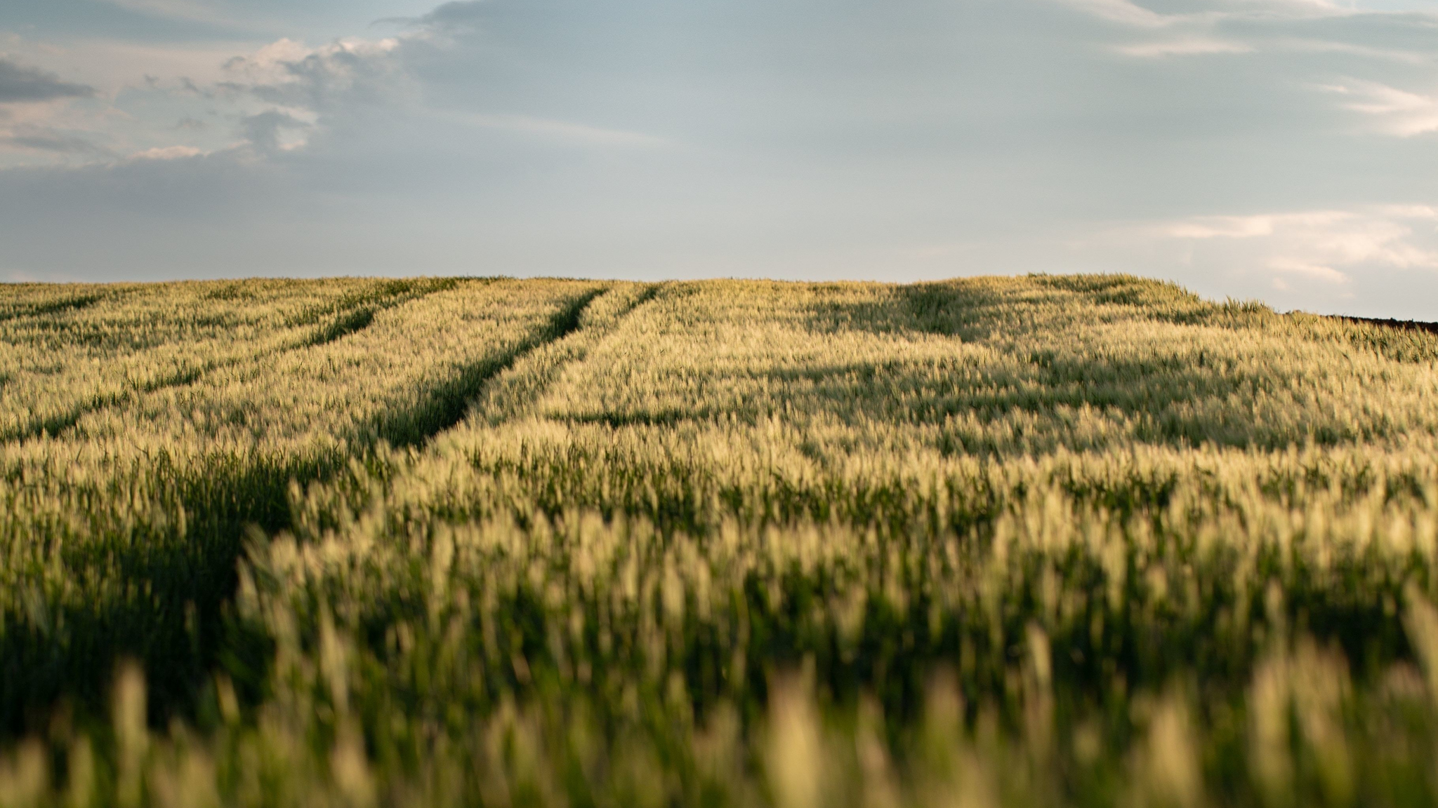 Download Wallpaper X Wheat Farm Landscape Dual Wide X Hd Background