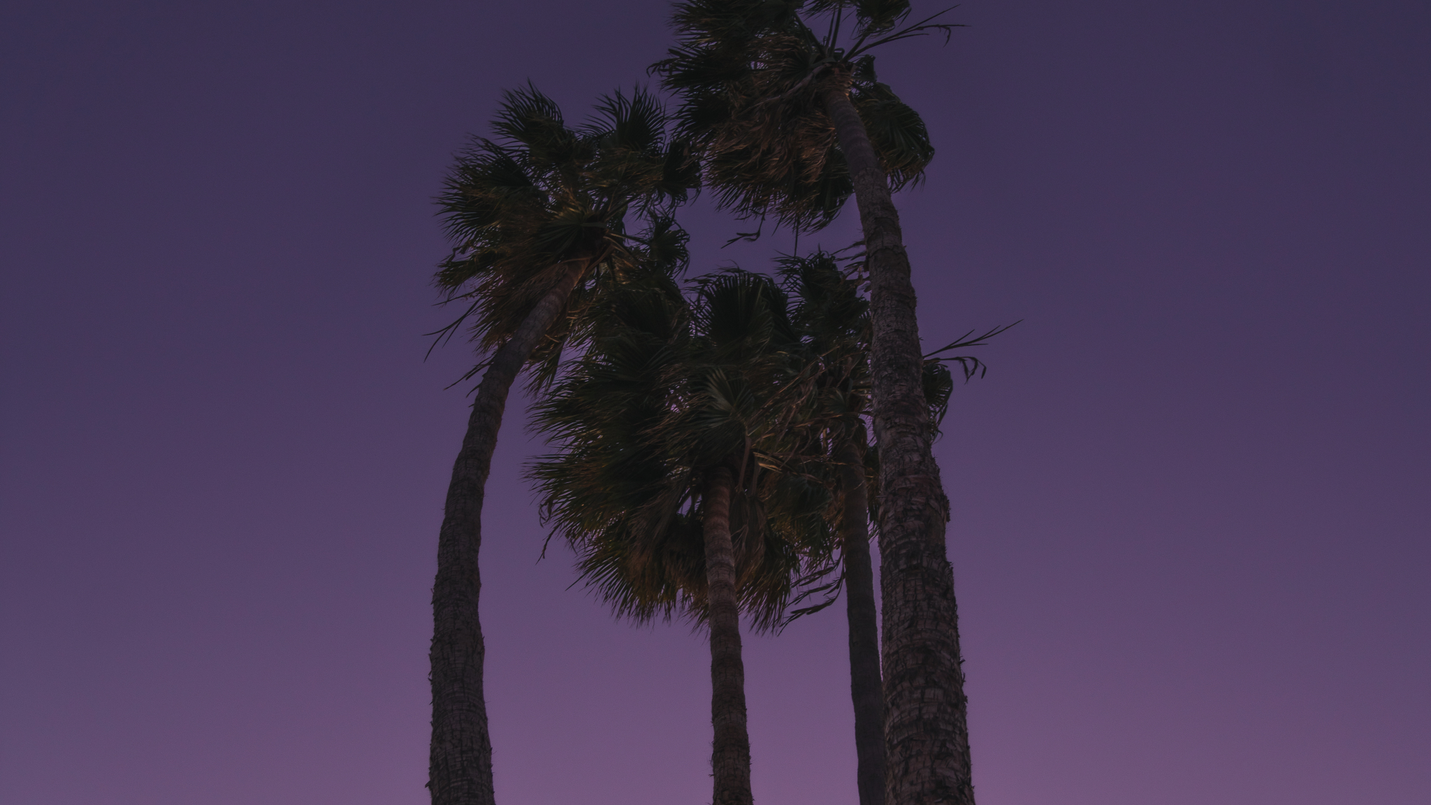 Download wallpaper 2048x1152 tall palm trees, under purple sky, nature ...