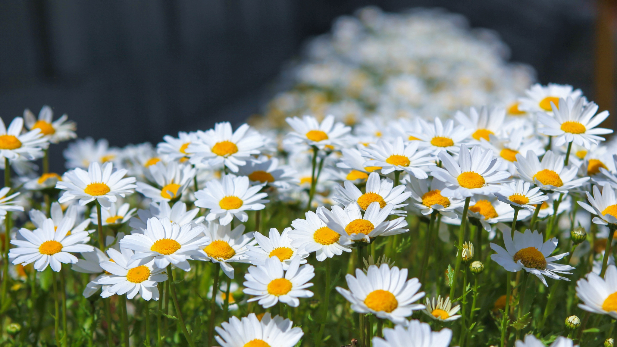 Meadow, spring, flowers, white daisy, 2048x1152 wallpaper