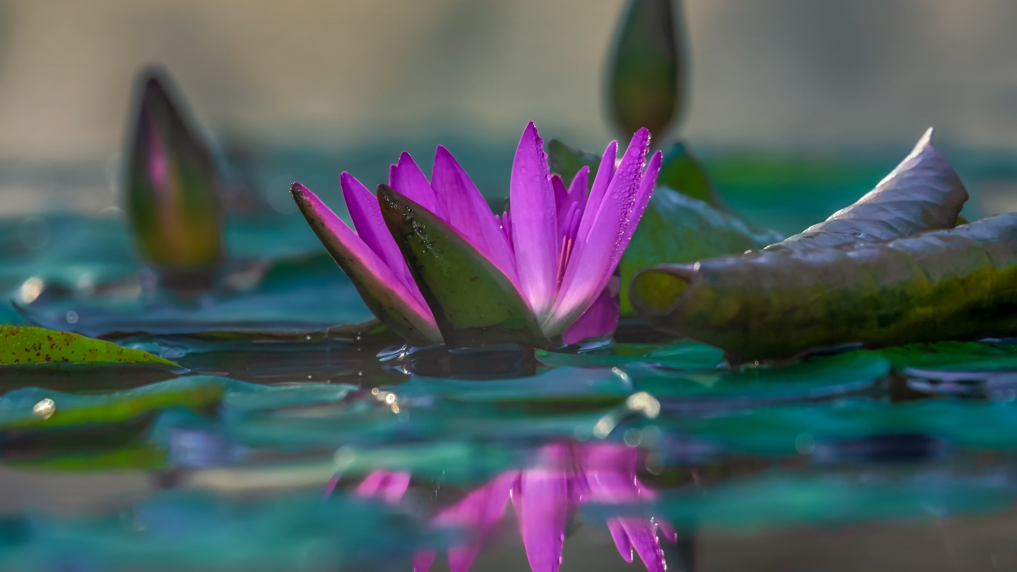 Download wallpaper 2048x1152 water lily, pink, reflections, lake, close ...