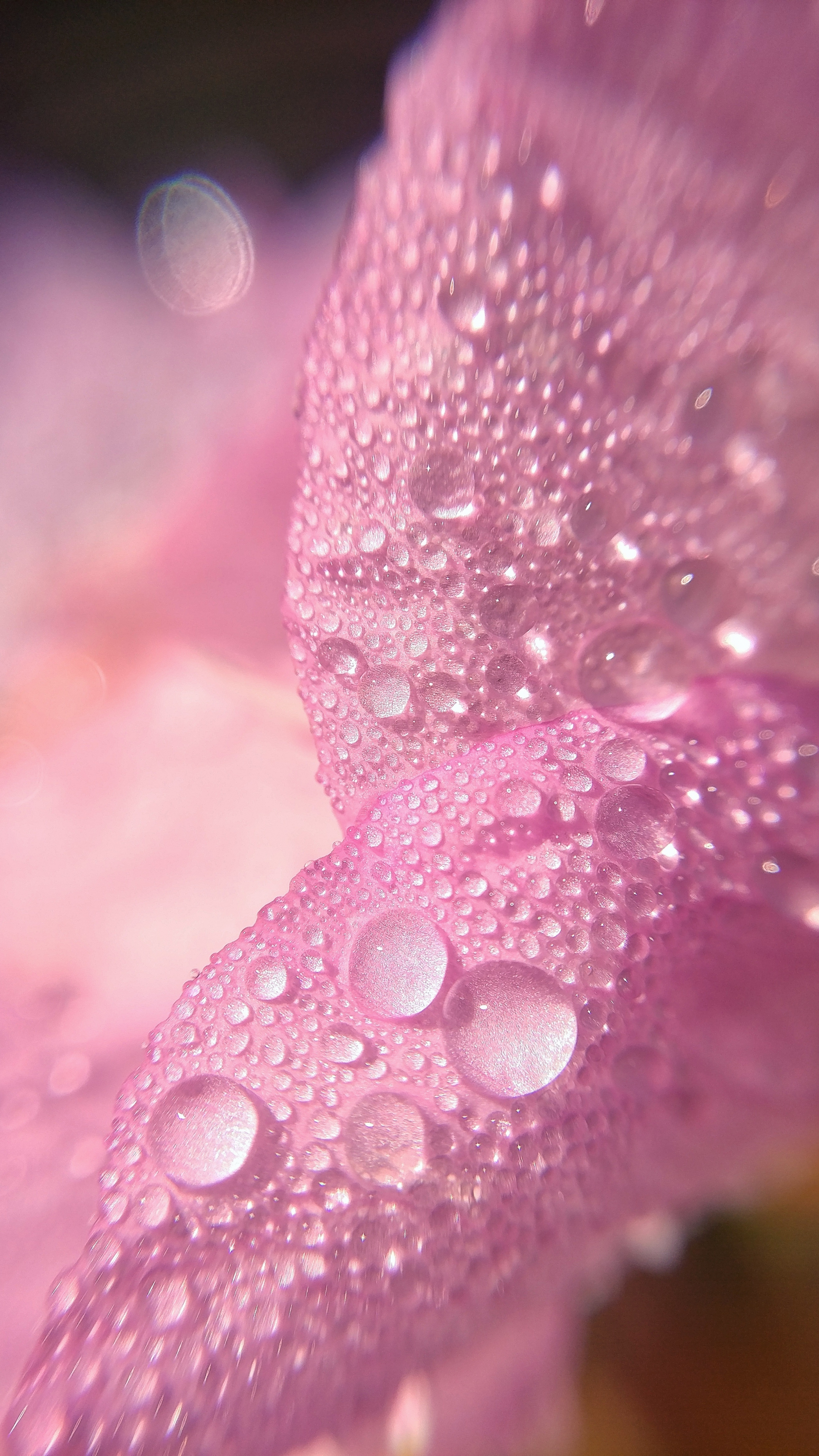 Розовые капли воды. Цветы Макросъемка. Розовые цветы. Лепестки цветов. Розовые цветы макро.