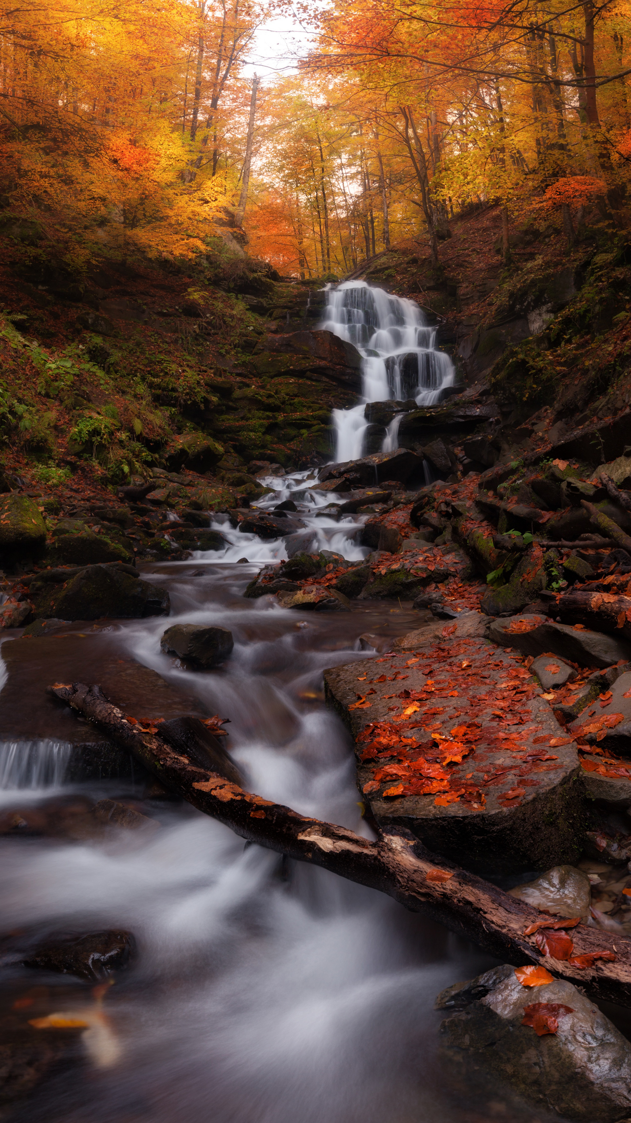 Download autumn, forest, water current, waterfall, nature 2160x3840