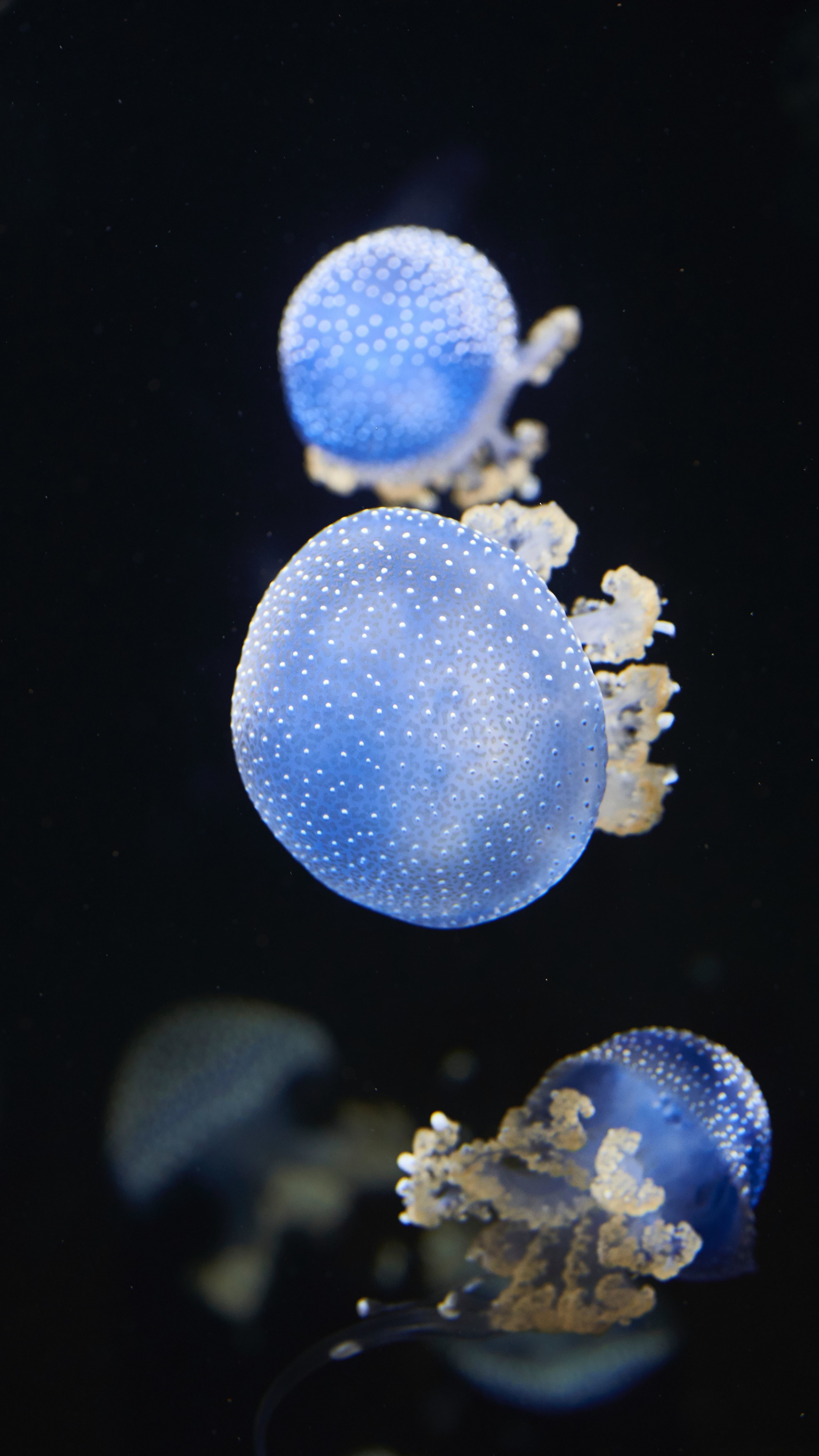 Download 2160x3840 Wallpaper Underwater Blue Glow Shine Jellyfish 4k Sony Xperia Z5 Premium Dual 2160x3840 Hd Image Background