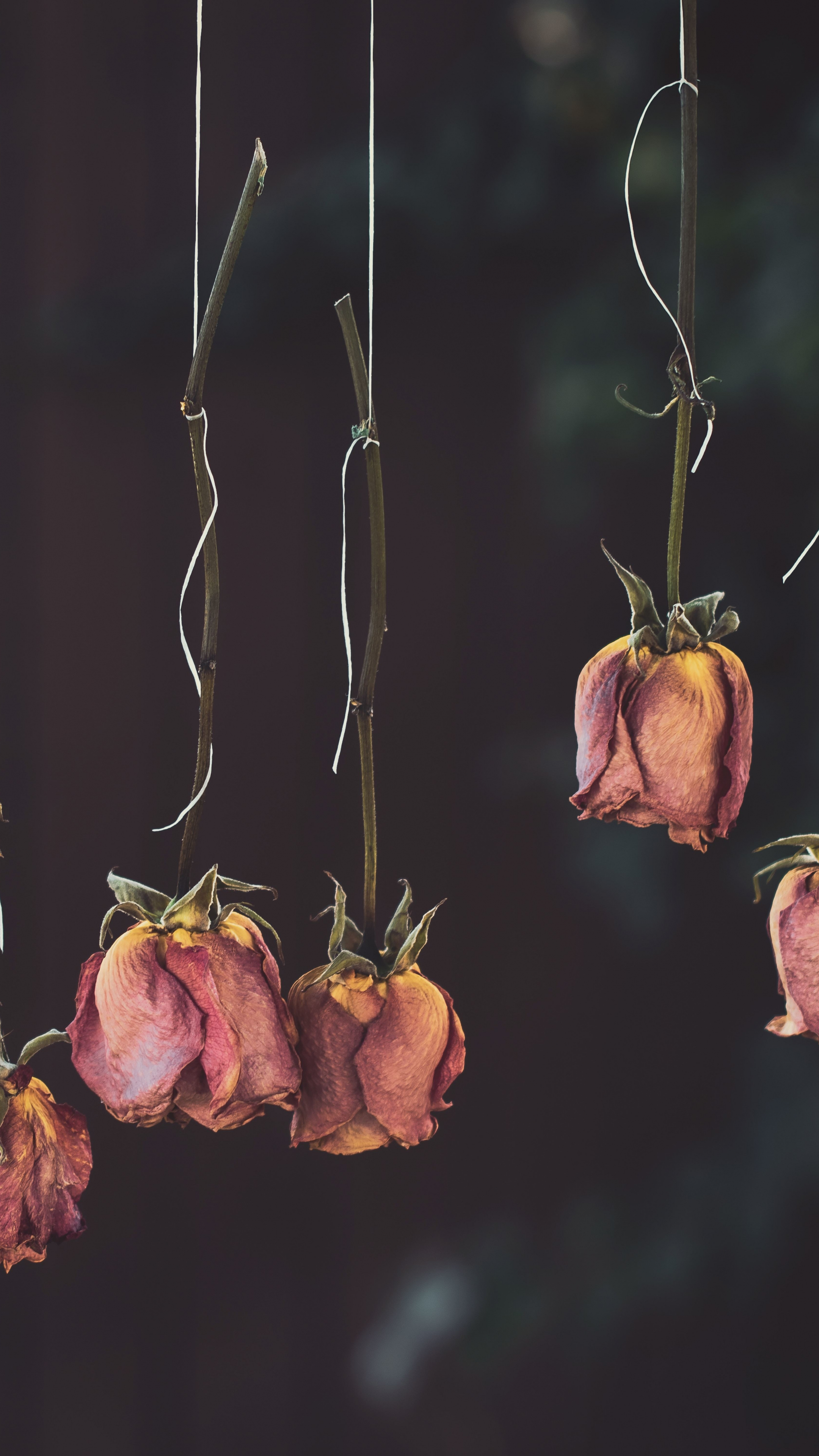 Download 2160x3840 wallpaper  roses flowers  dry  hanging 