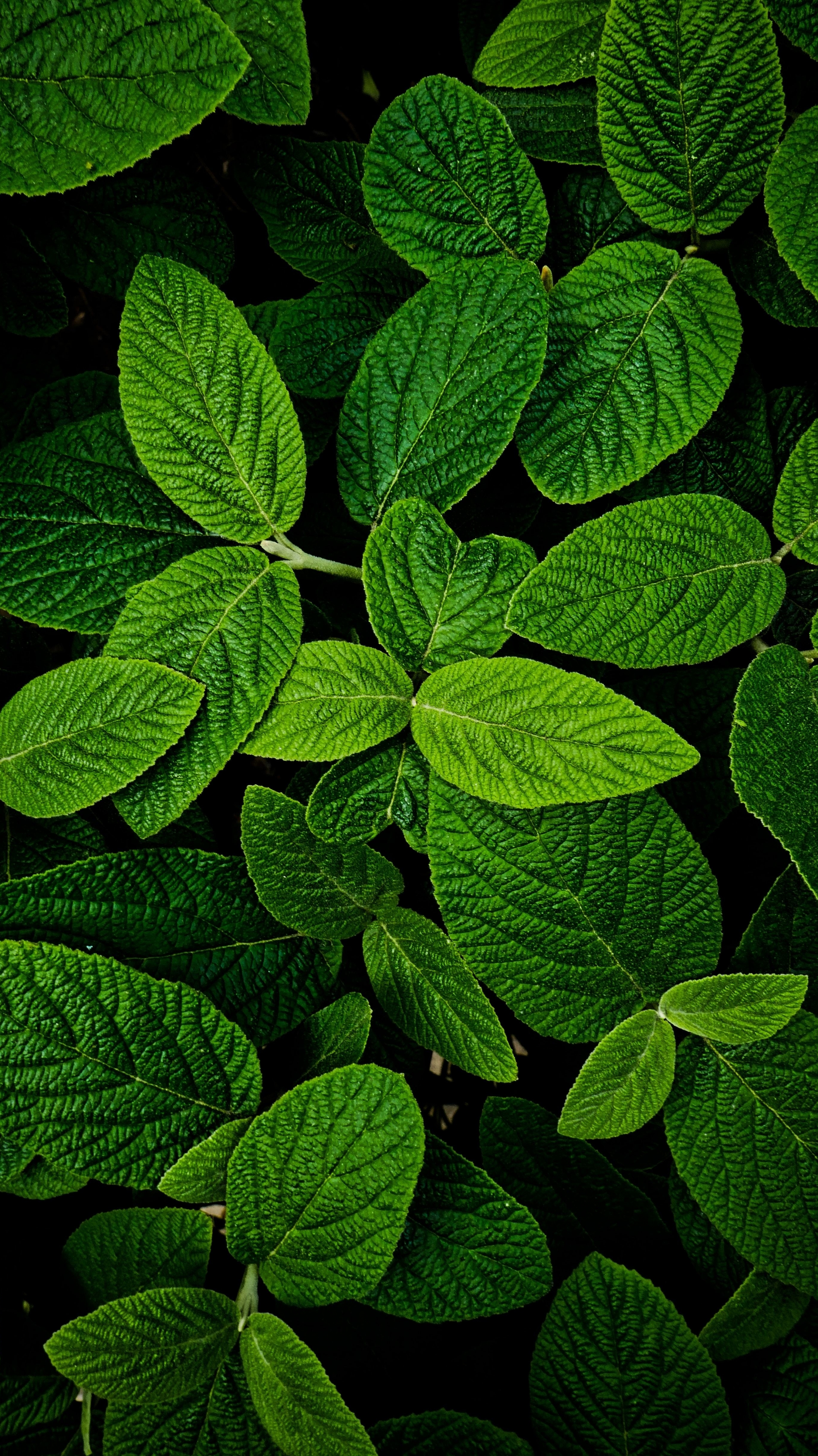 Download Wallpaper 2160x3840 Leaves Macro Bright And Green 2160p Sony Xperia Z5 Premium Dual 2160x3840 Hd Background