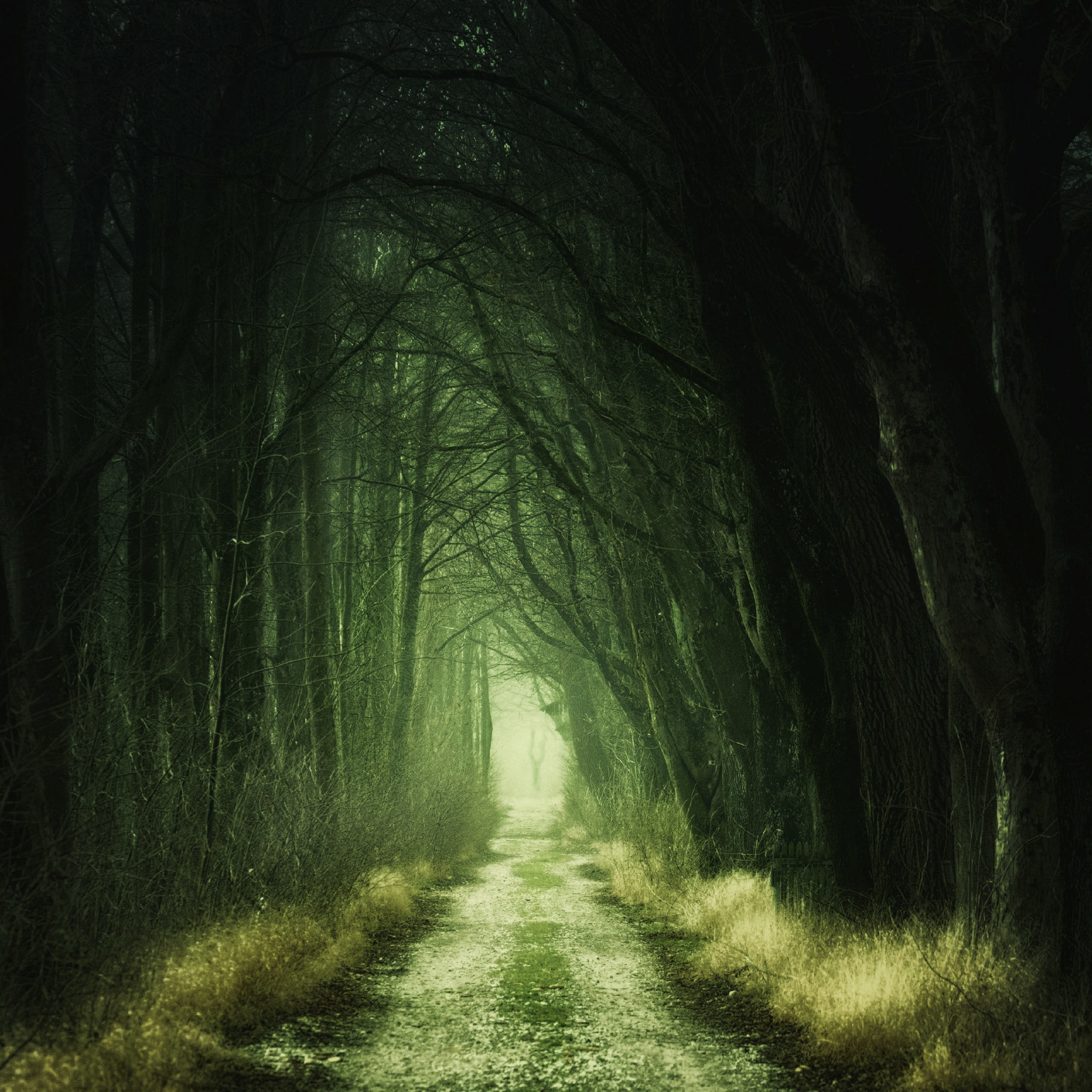 Download wallpaper 2248x2248 dark, dirt road, trees, scary way, ipad air,  ipad air 2, ipad 3, ipad 4, ipad mini 2, ipad mini 3, 2248x2248 hd  background, 2644