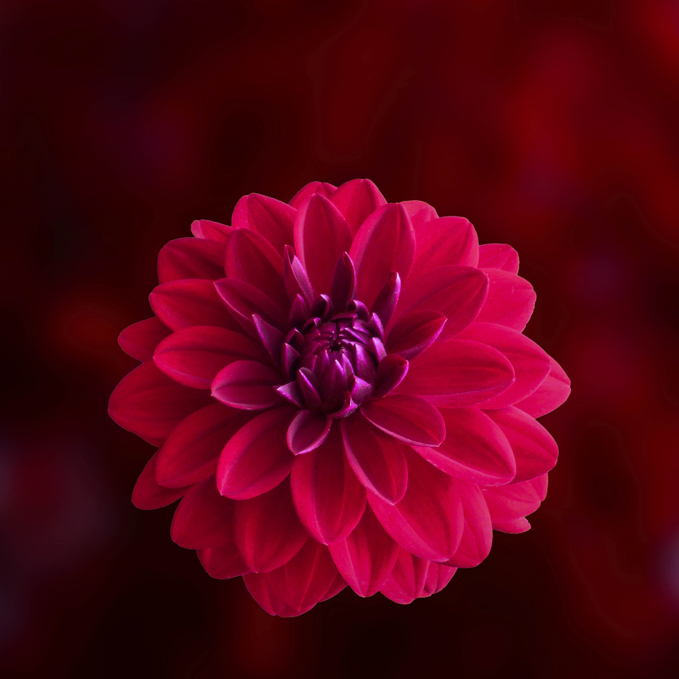 Download Wallpaper 2248x2248 Pink Blur Portrait Dahlia Flower Ipad Air Ipad Air 2 Ipad 3 Ipad 4 Ipad Mini 2 Ipad Mini 3 2248x2248 Hd Background 3476