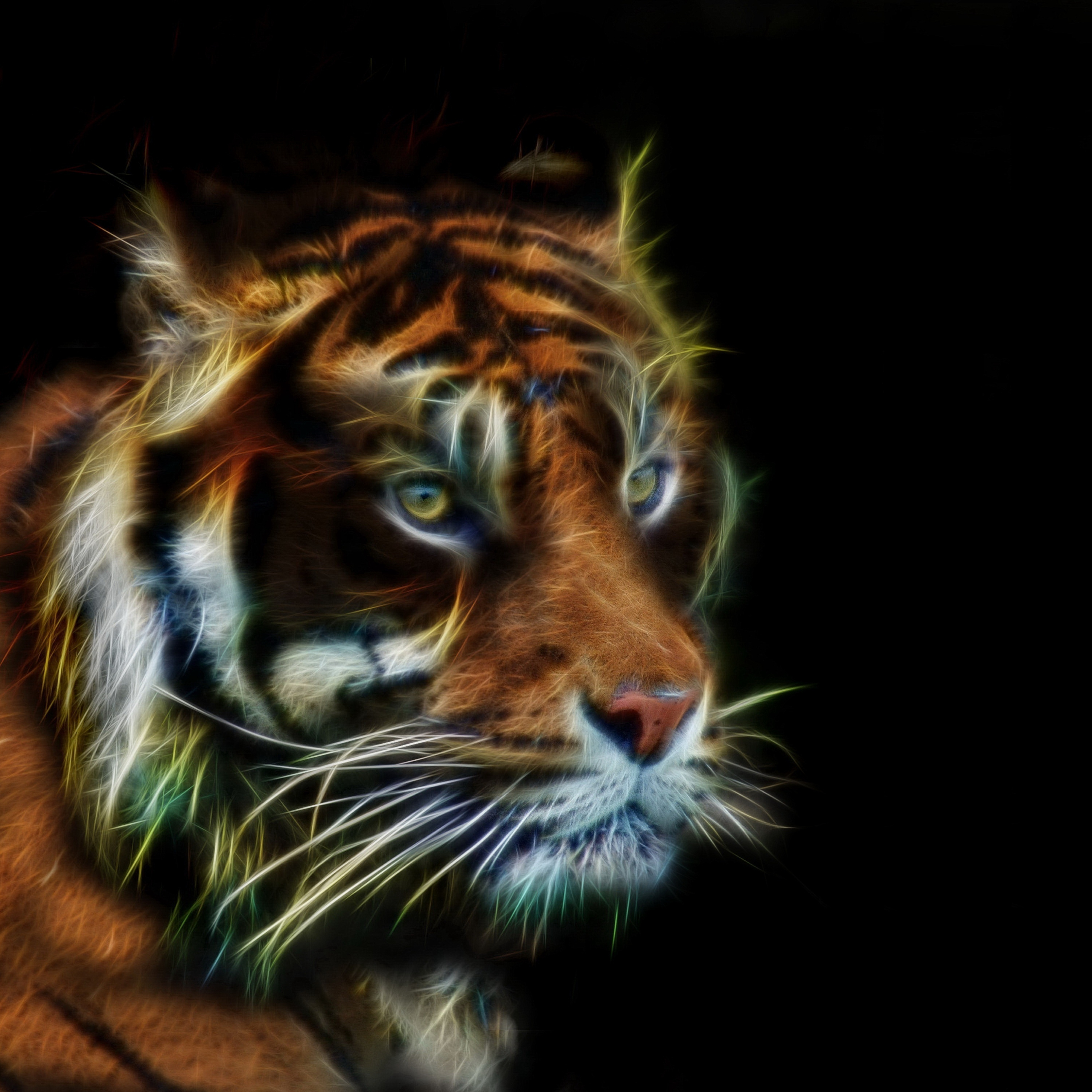 Download wallpaper 2248x2248 tiger, muzzle, predator, art, ipad air ...