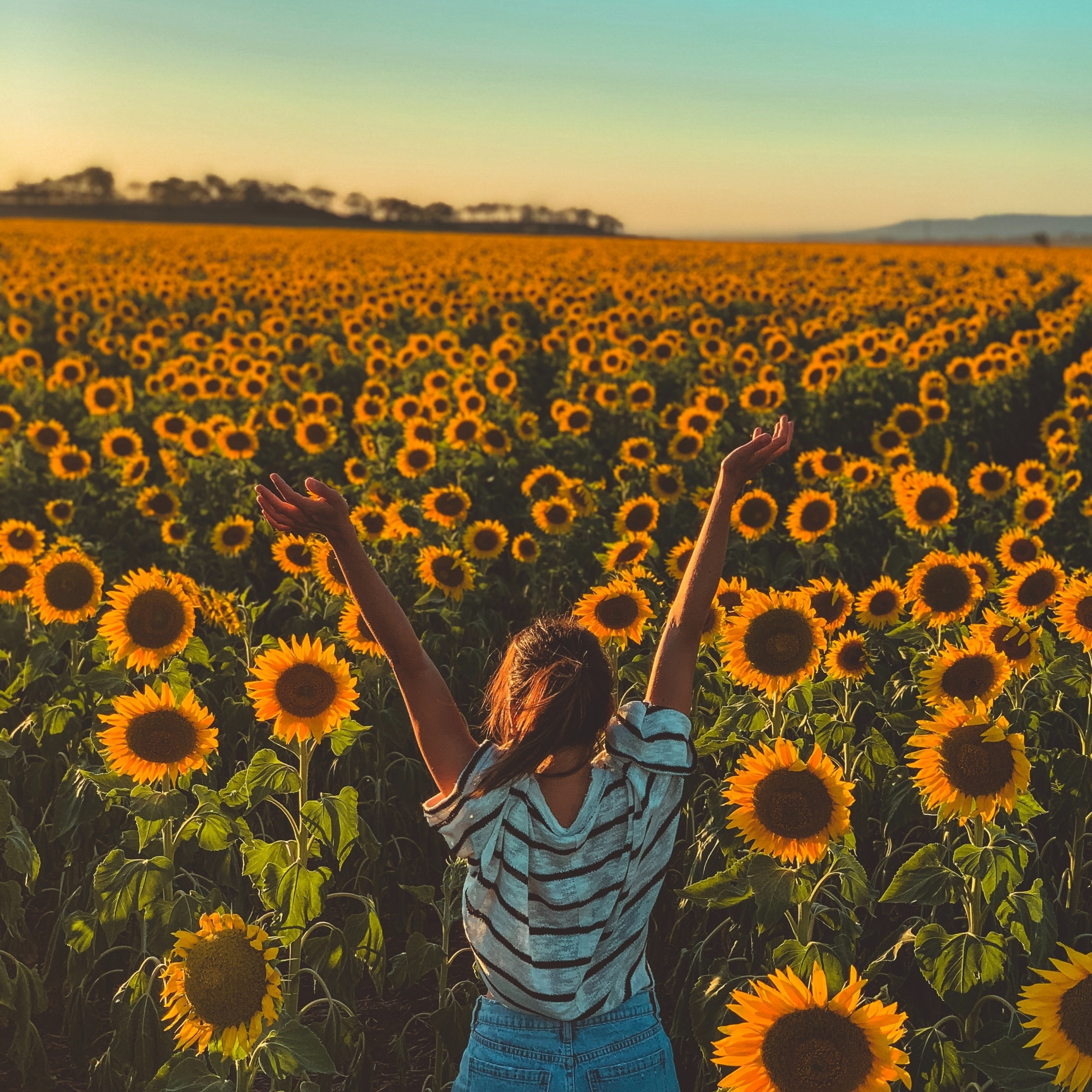 Sunny day, sunflowers, farm, woman, 2248x2248 wallpaper