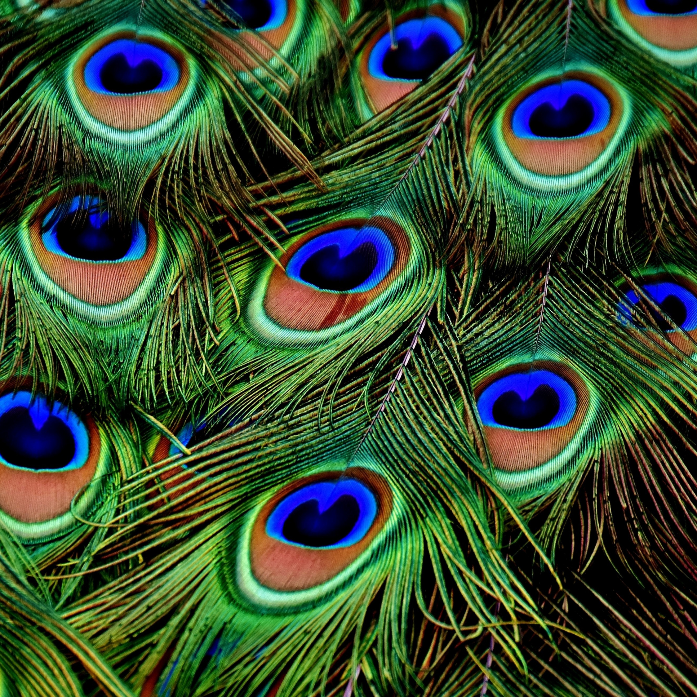 Download wallpaper 2248x2248 peacock, feathers, colorful, plumage, ipad  air, ipad air 2, ipad 3, ipad 4, ipad mini 2, ipad mini 3, 2248x2248 hd  background, 1541